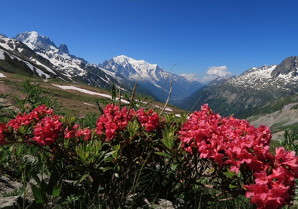 Fleur-de-montagne