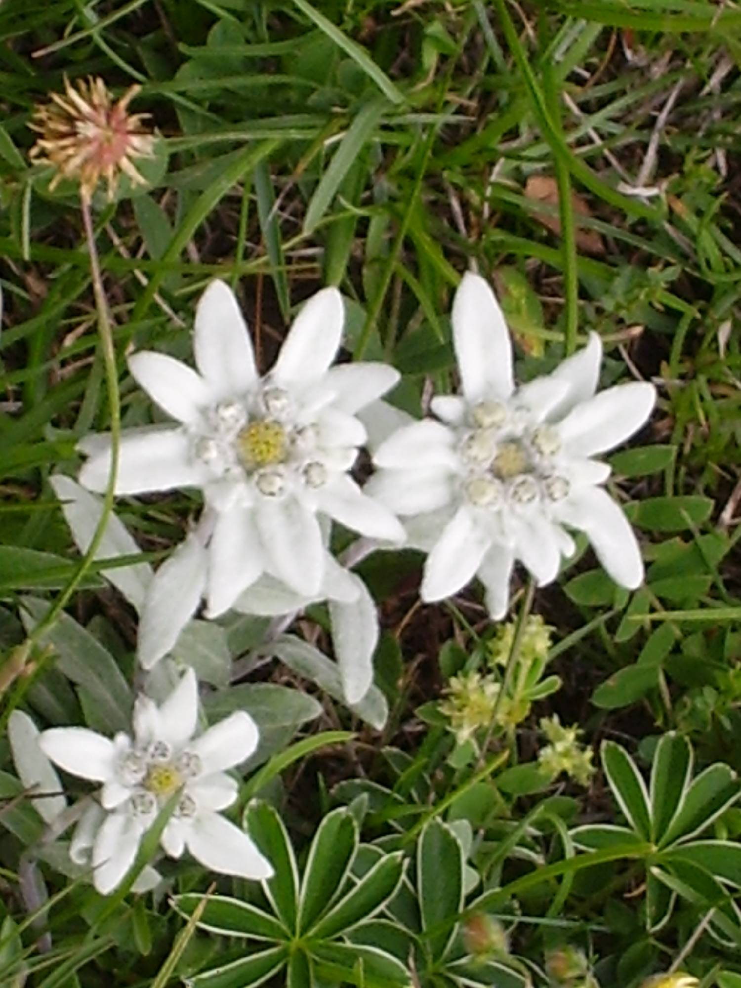 F01 edelweiss de Charlotte Rabiet.JPG