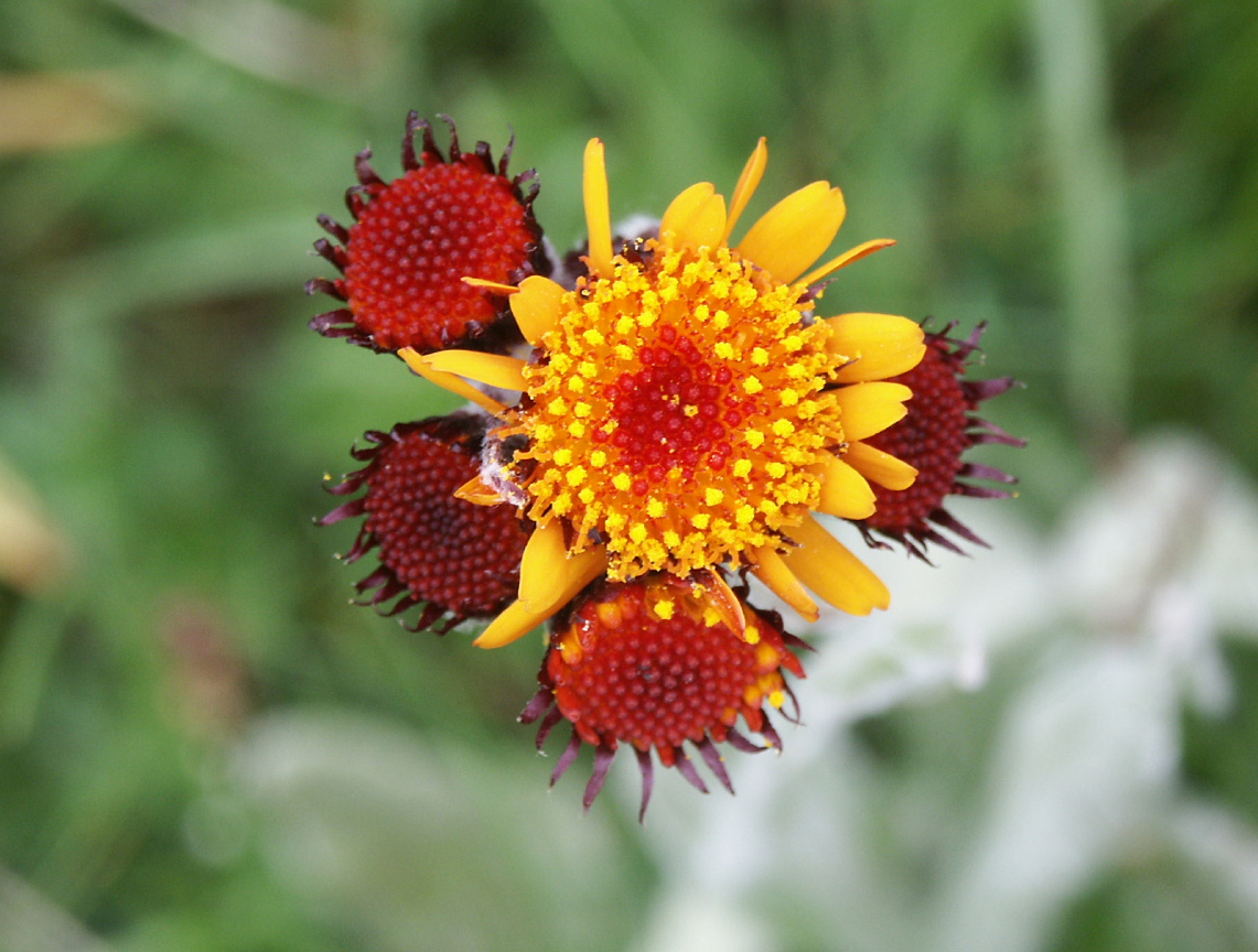 F02 eperviere orangee de gisele delalandre.jpg