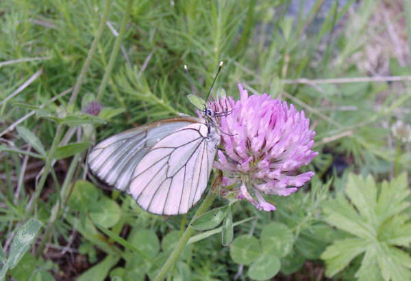 F08 papillon sur trefle alpin de christine bailly.jpg