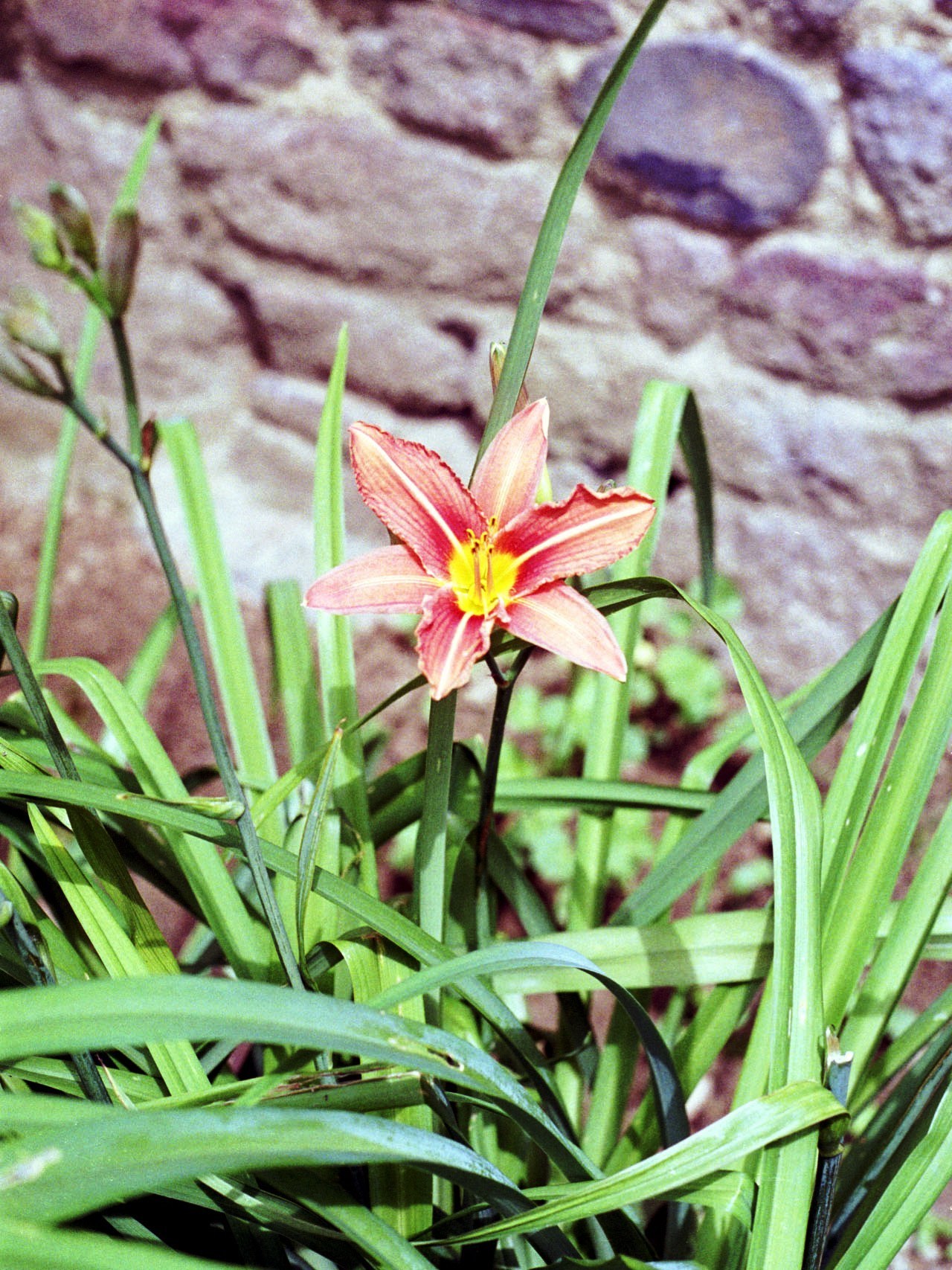 F20 lis de jardin emeraucale de regis vankokte.jpg