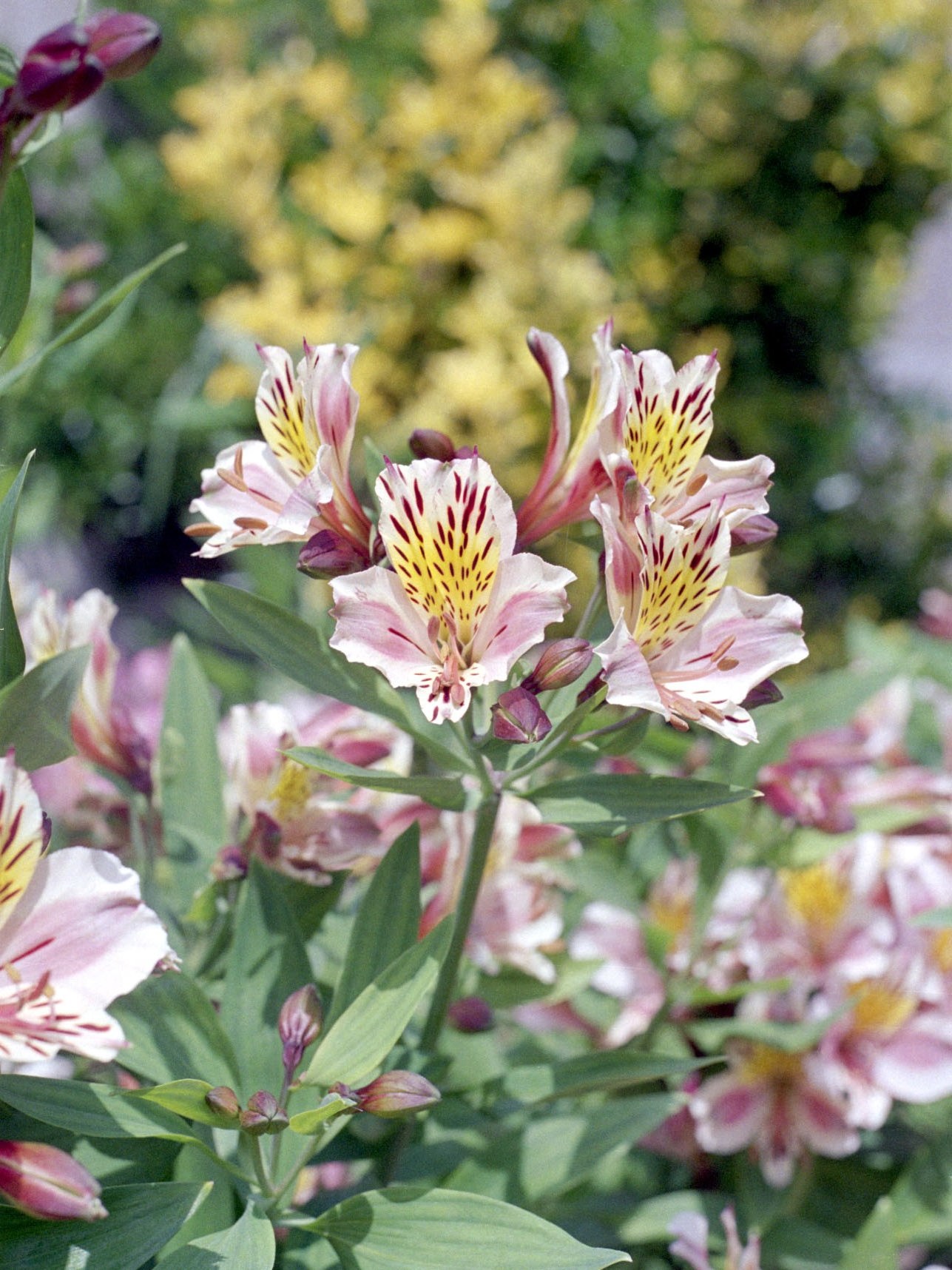 F21 Fleurs de jardin de Bernard Vankokte.jpg