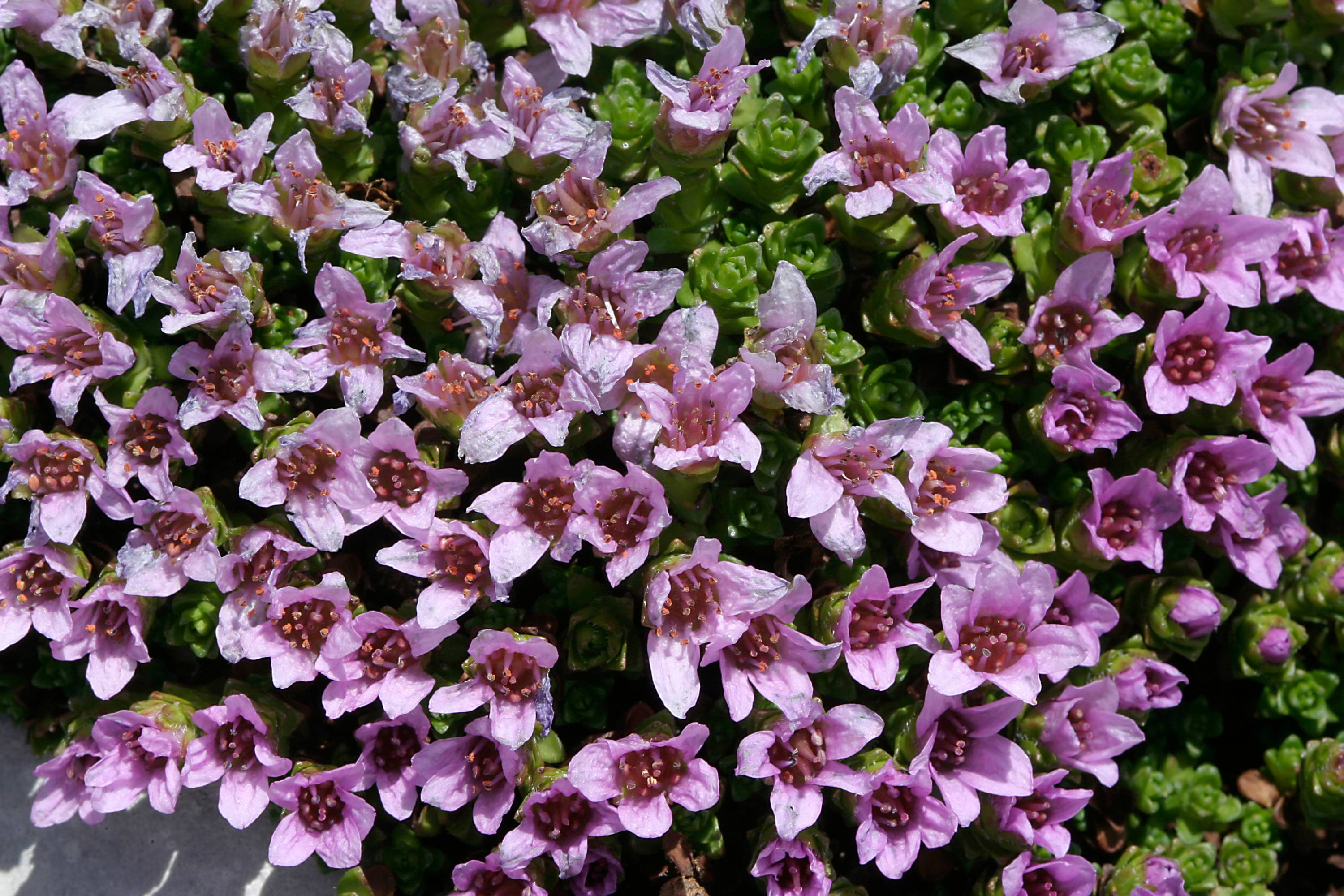 F28 saxifrage a feuilles opposees de Colette Paris.JPG