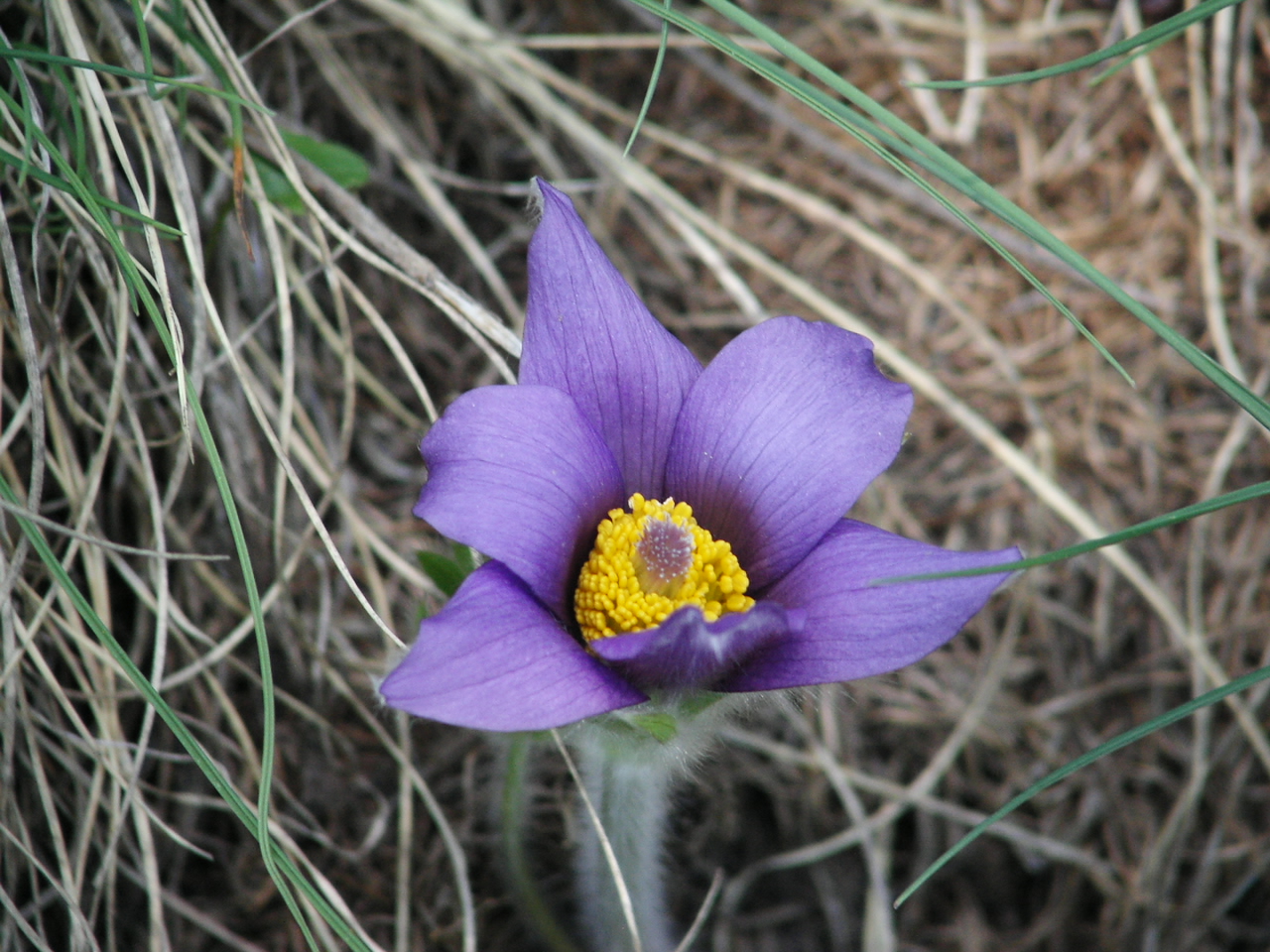 F33 anemone pulsatille bleu de stephane gley.JPG