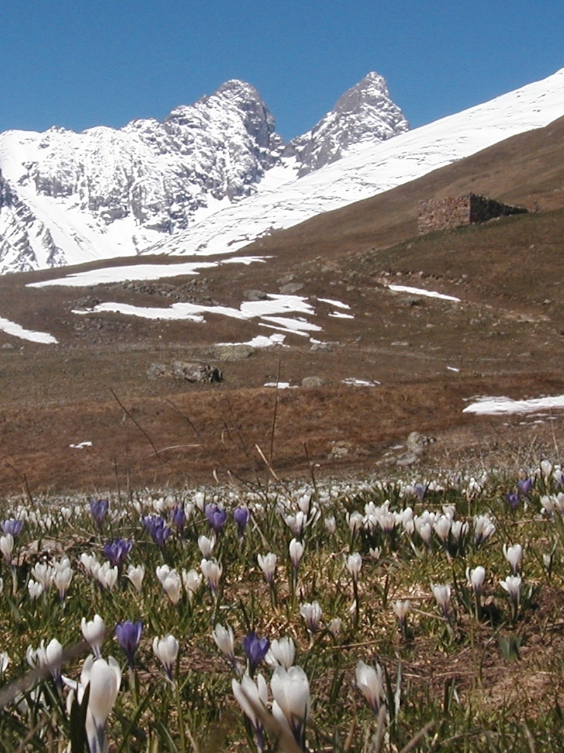 F39 Crocus en montant aux aiguilles de regis de poortere P4303105.JPG