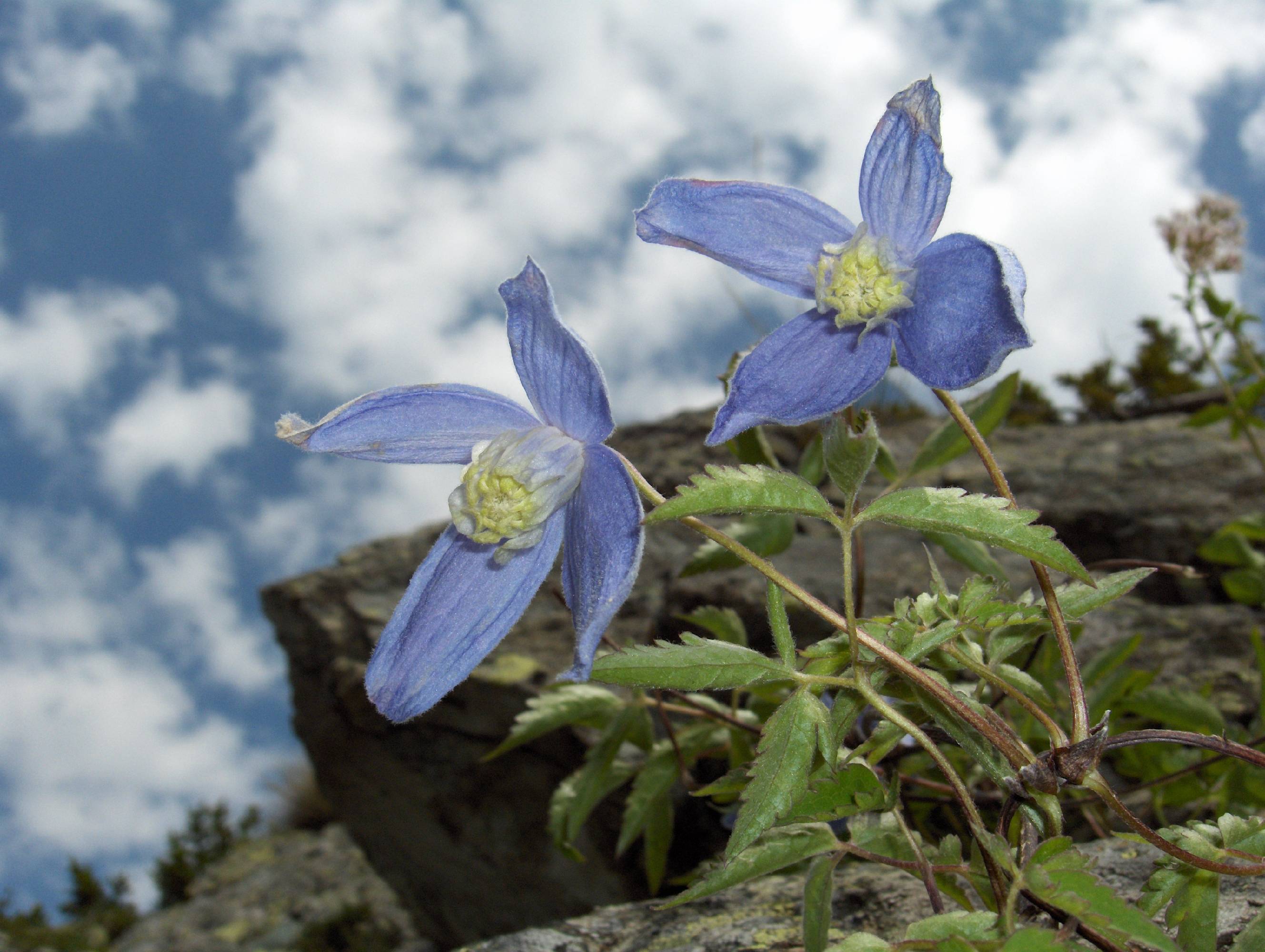 F45 Clematite des alpes de Antoine Robin Prevallee.jpg