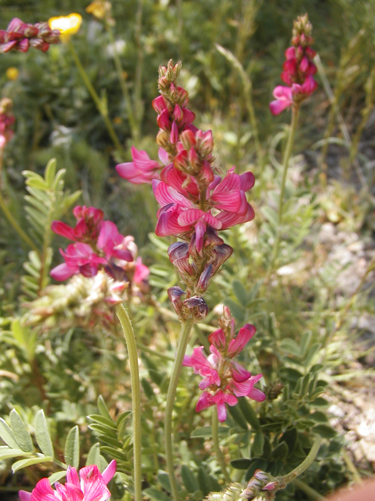 F46 Sainfoin de Antoine Robin Prevallee.JPG