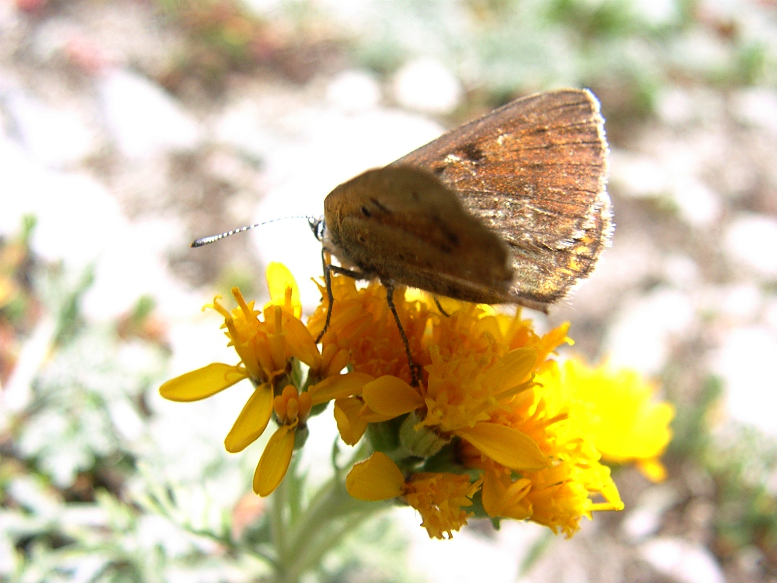 F47 senecon blanchatre ou genepi jaune de louis weiller.jpg