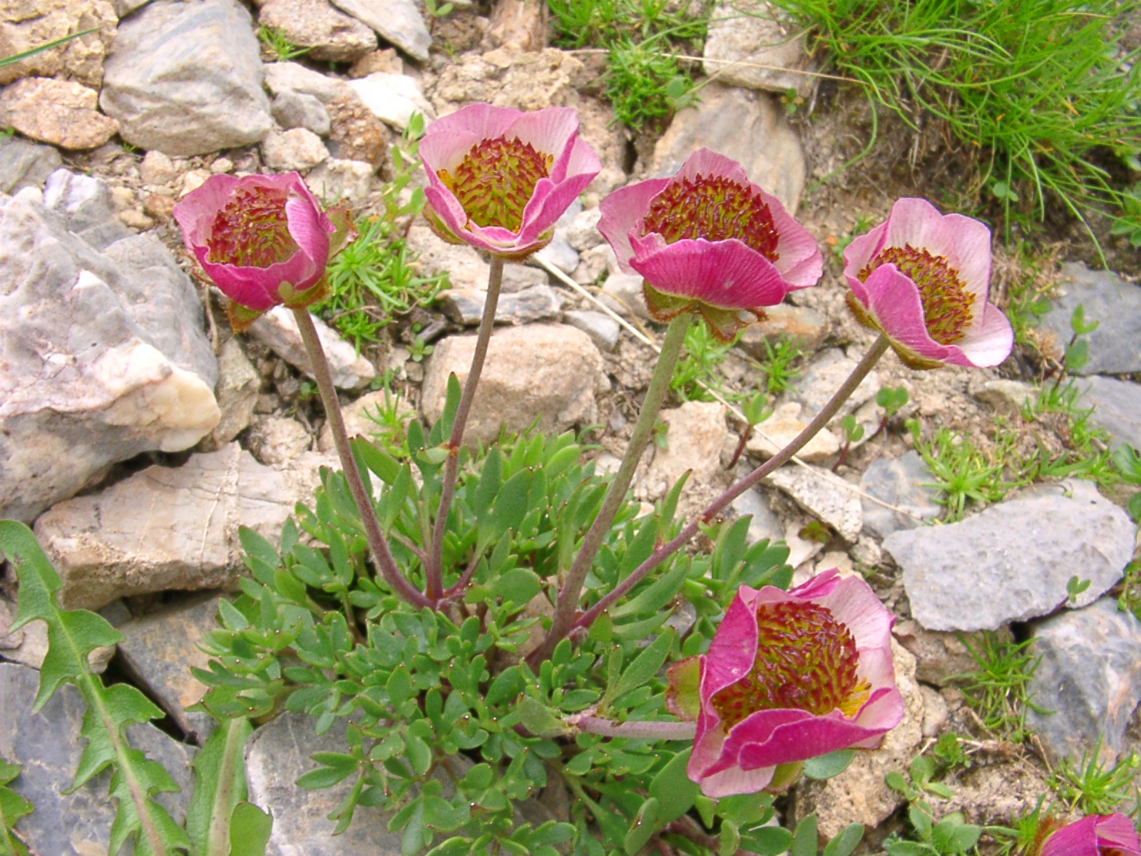 F48 renoncule des glaciers de louis weiller.jpg