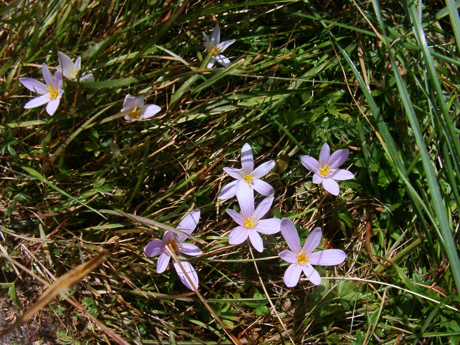 F51 ornithogale ou dame de onze heures de reouven weiller.jpg