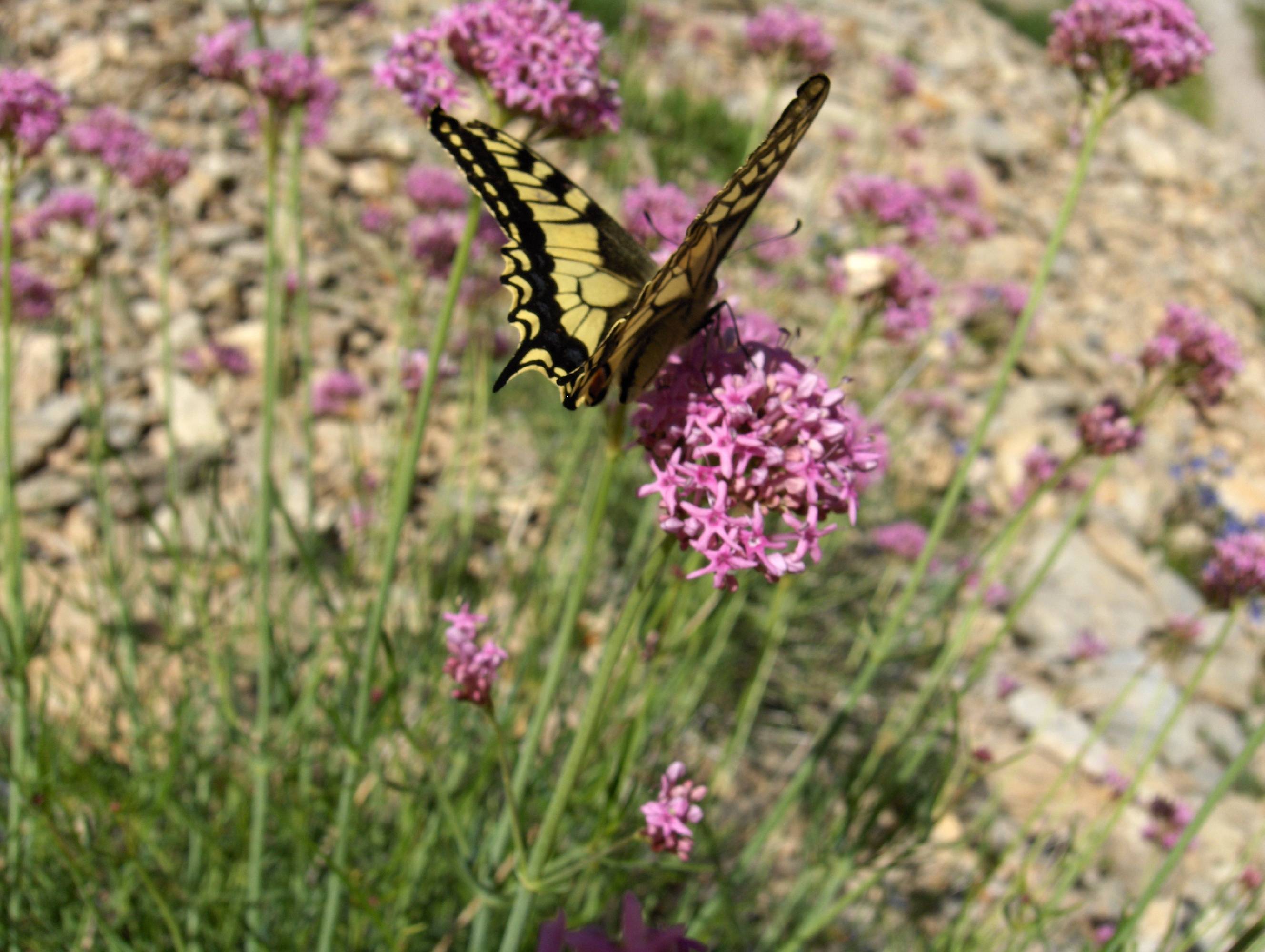 F53 Adenostyle avec papillon au vallon de la lauzette de Maurice Lethielleux.jpg