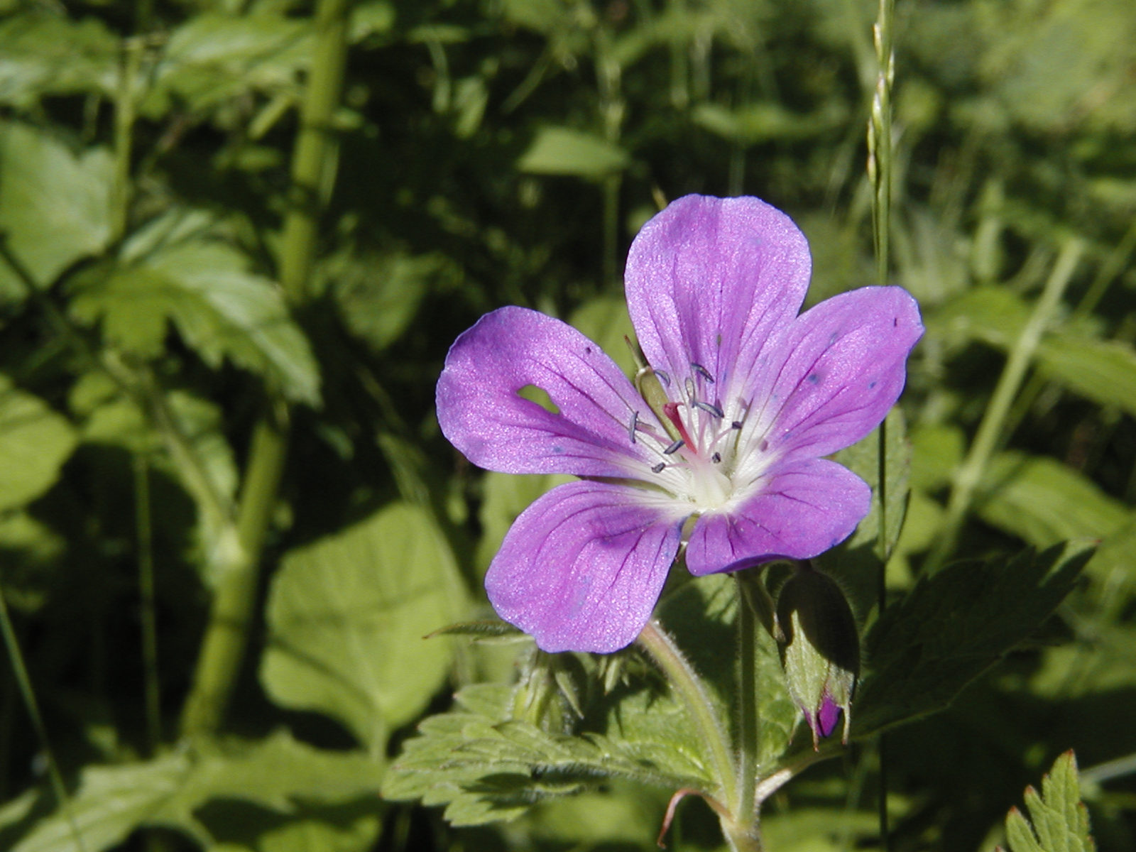 F54 geranium des bois de indiara assis.JPG