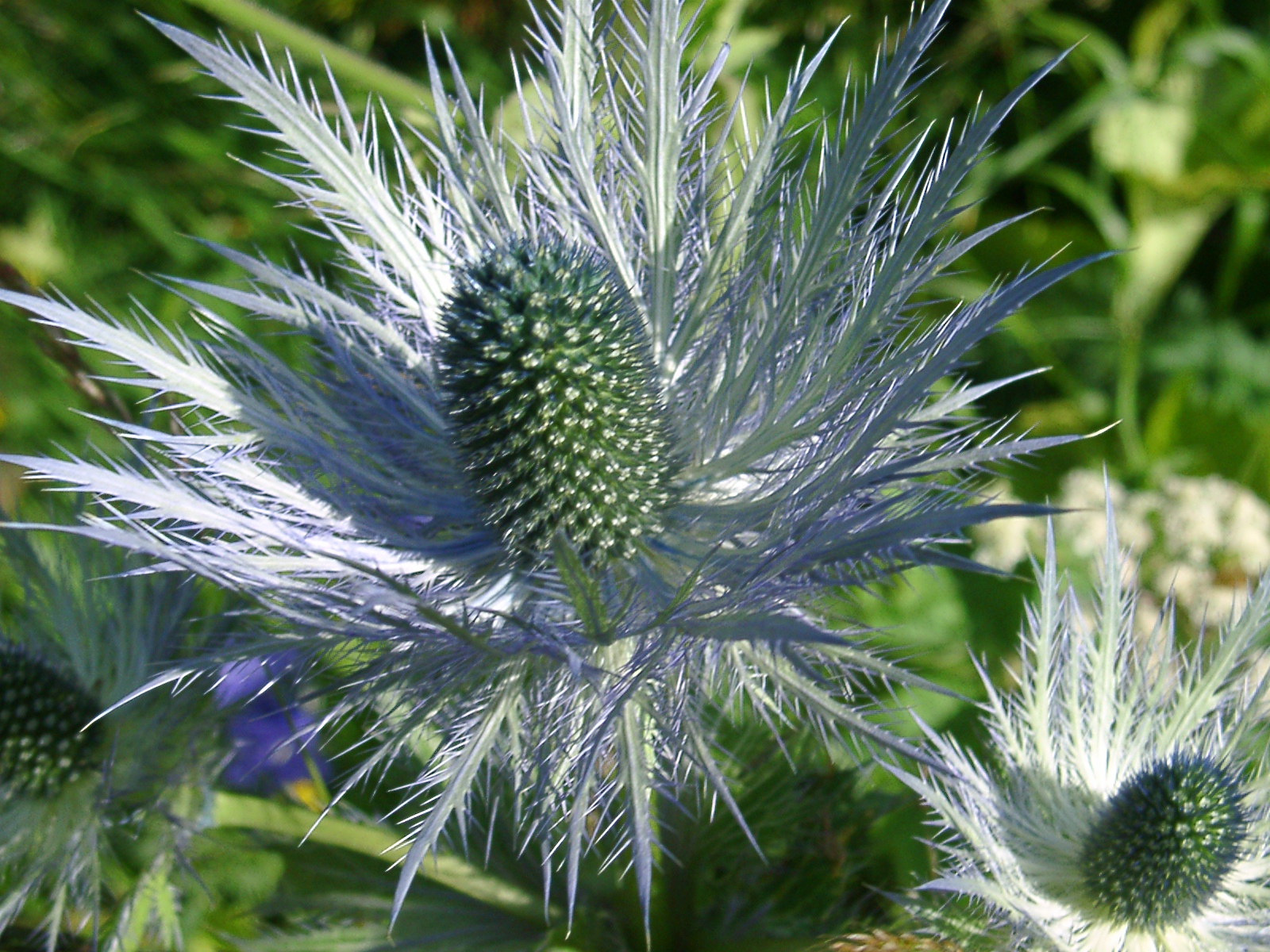 F58 panicaut chardon bleu de david weiller.jpg