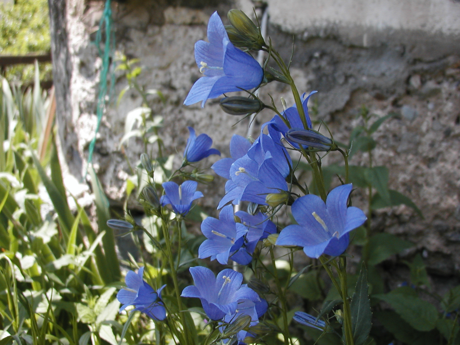 F61 Campanule de Sylvain Chaignon.JPG