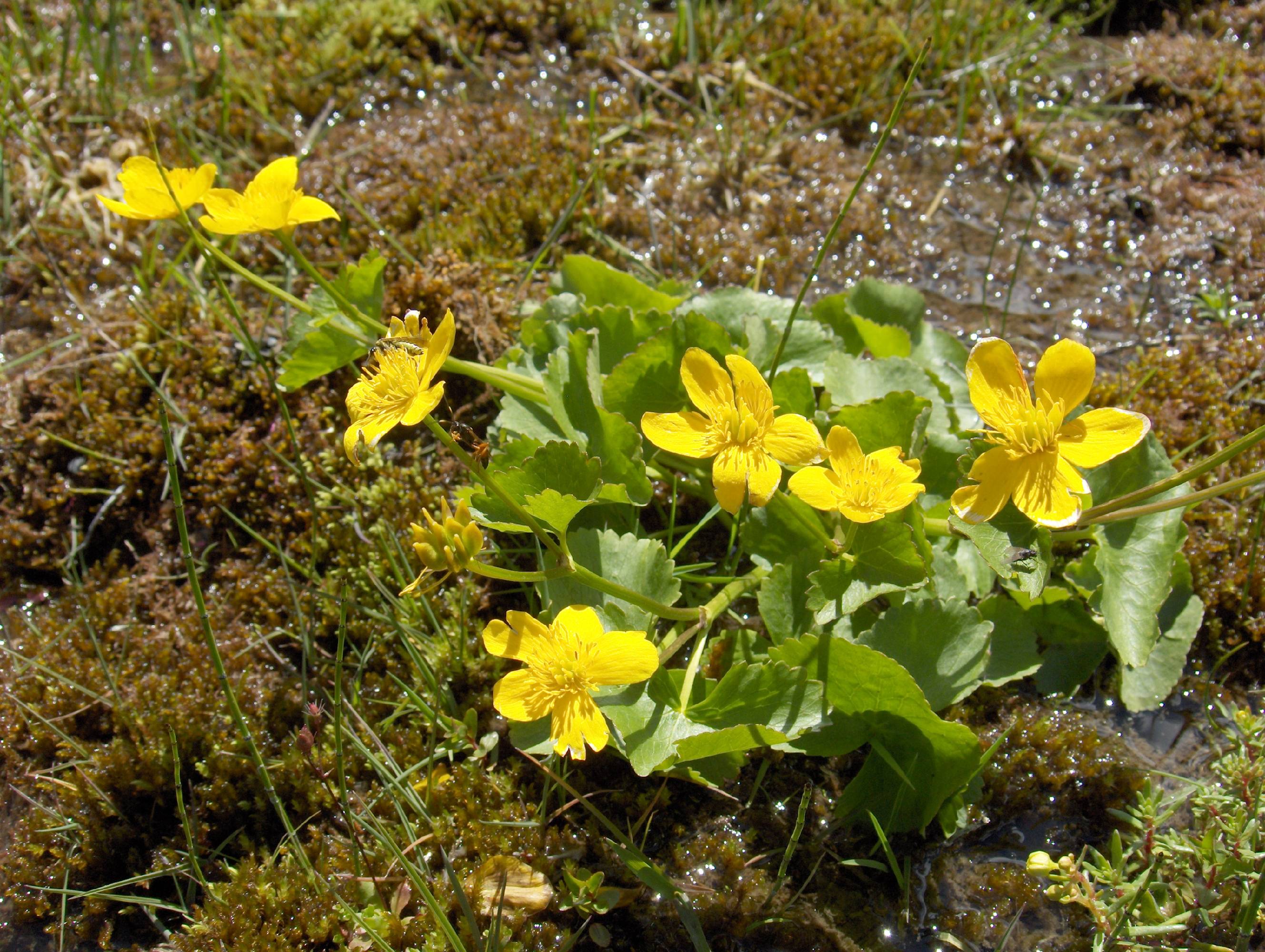 F71 populage des marais au vallon de la lauzette de marie emelien.jpg