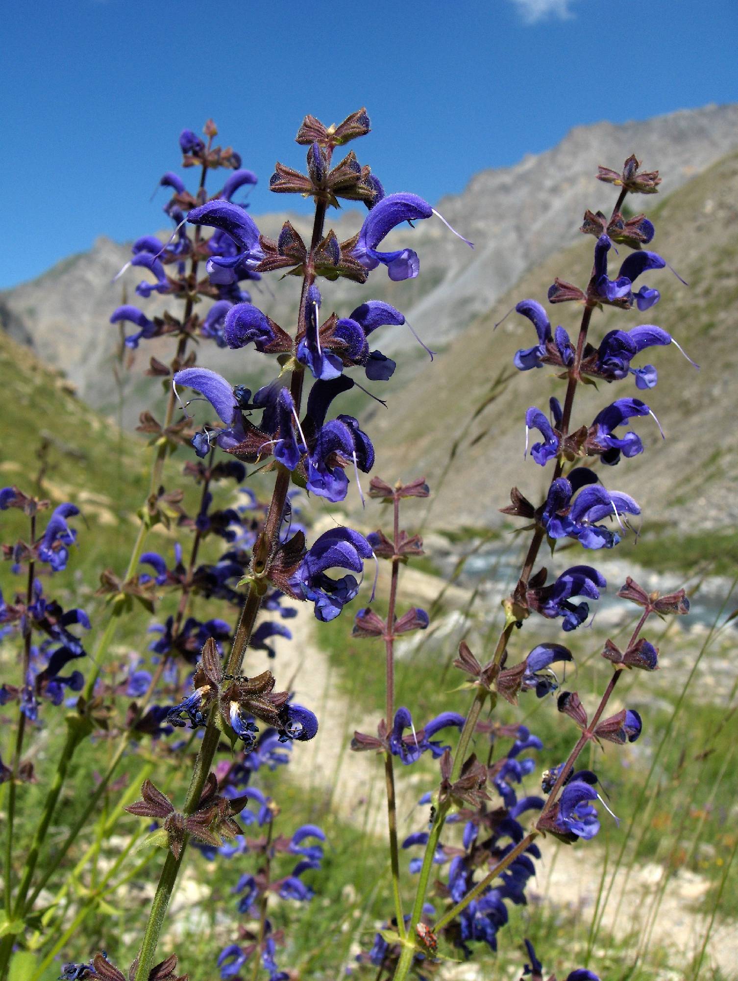 F72 sauge au vallon de la lauzette timotee emelien.jpg