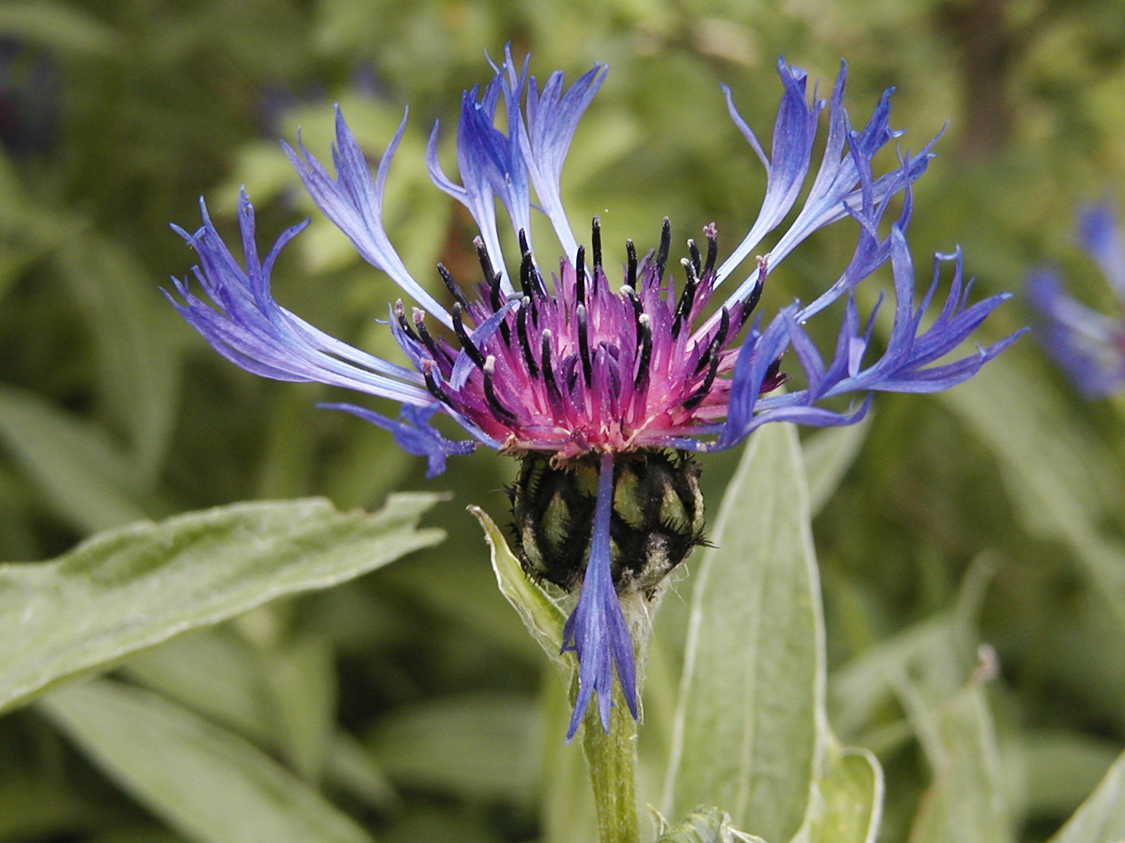 F75 Centauree bleuet de luc emelien.JPG