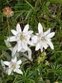 F01 edelweiss de Charlotte Rabiet