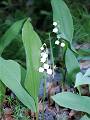 F29 muguet de Brigitte cahen