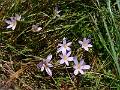 F51 ornithogale ou dame de onze heures de reouven weiller
