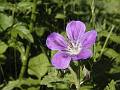 F54 geranium des bois de indiara assis