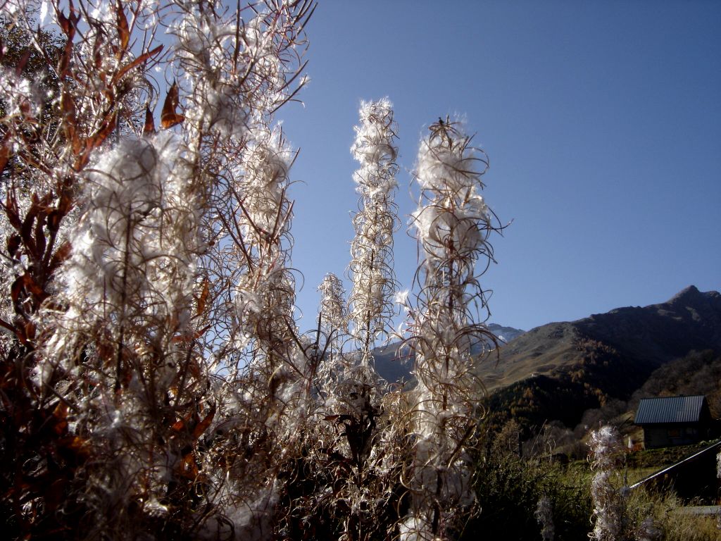 F49 epilobes-point-ravier de guillaume chery-naumont.jpg