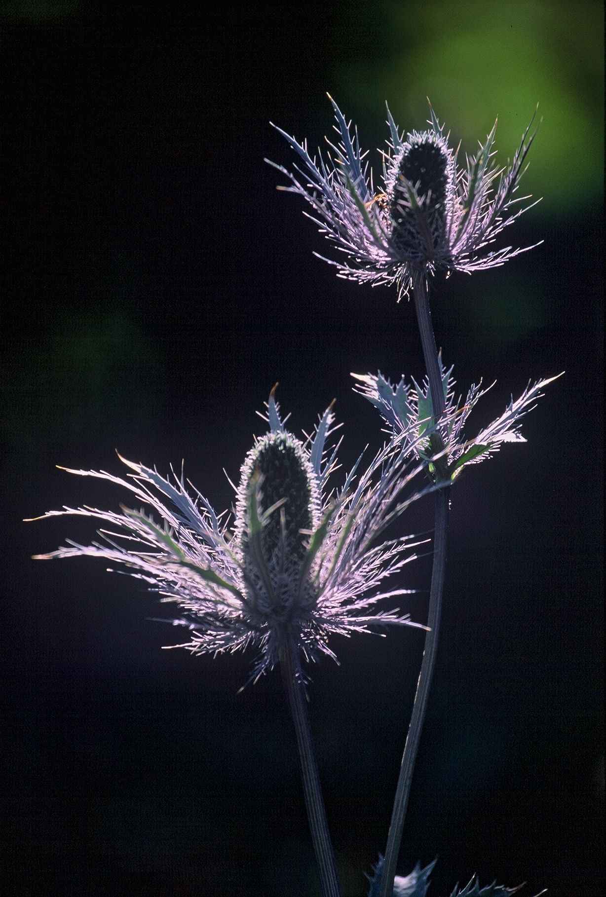 F01 chardon bleu panicaut de michel zalio.jpg