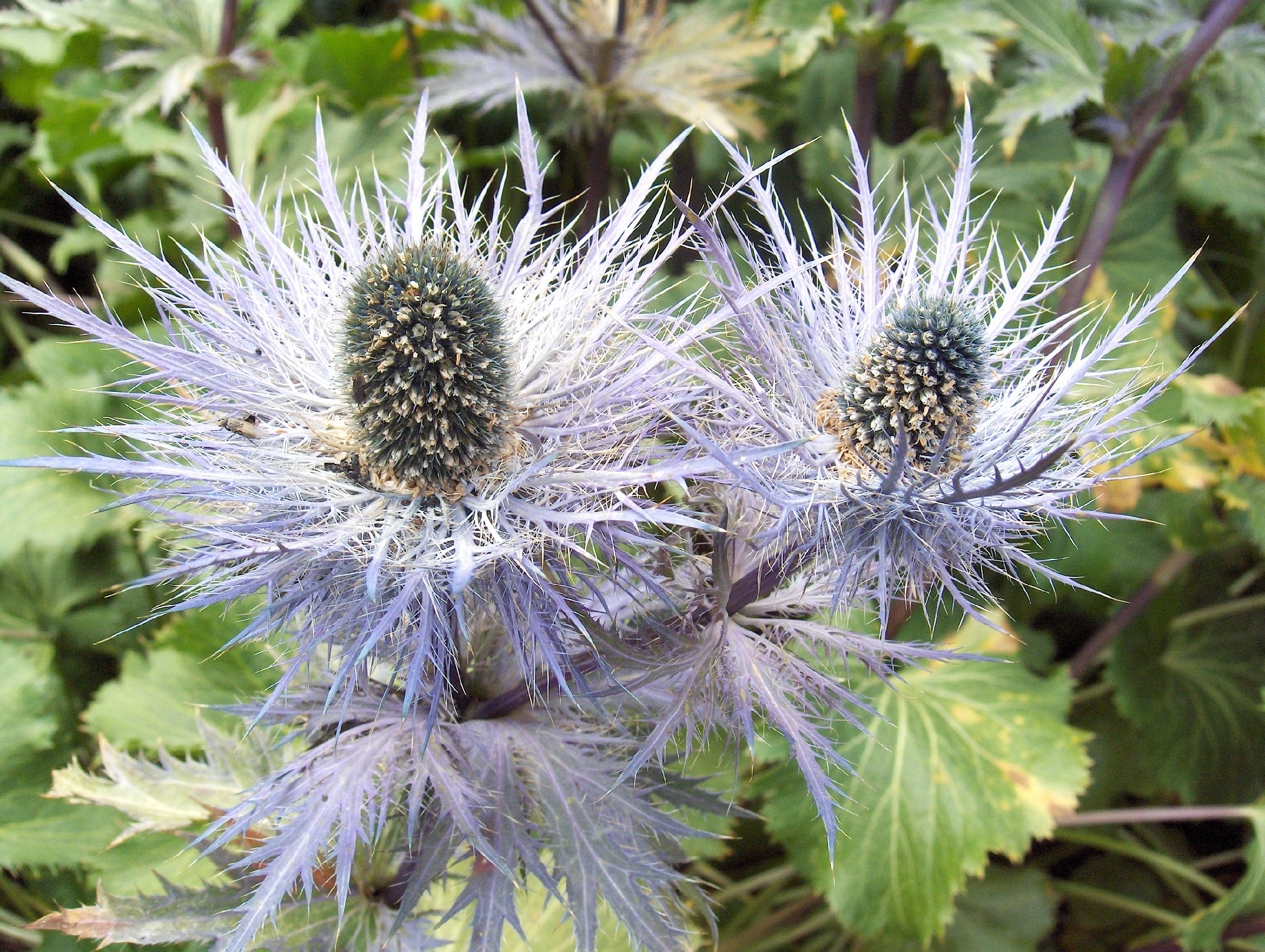 F02 chardon bleu panicaut de Francoise de poortere.JPG