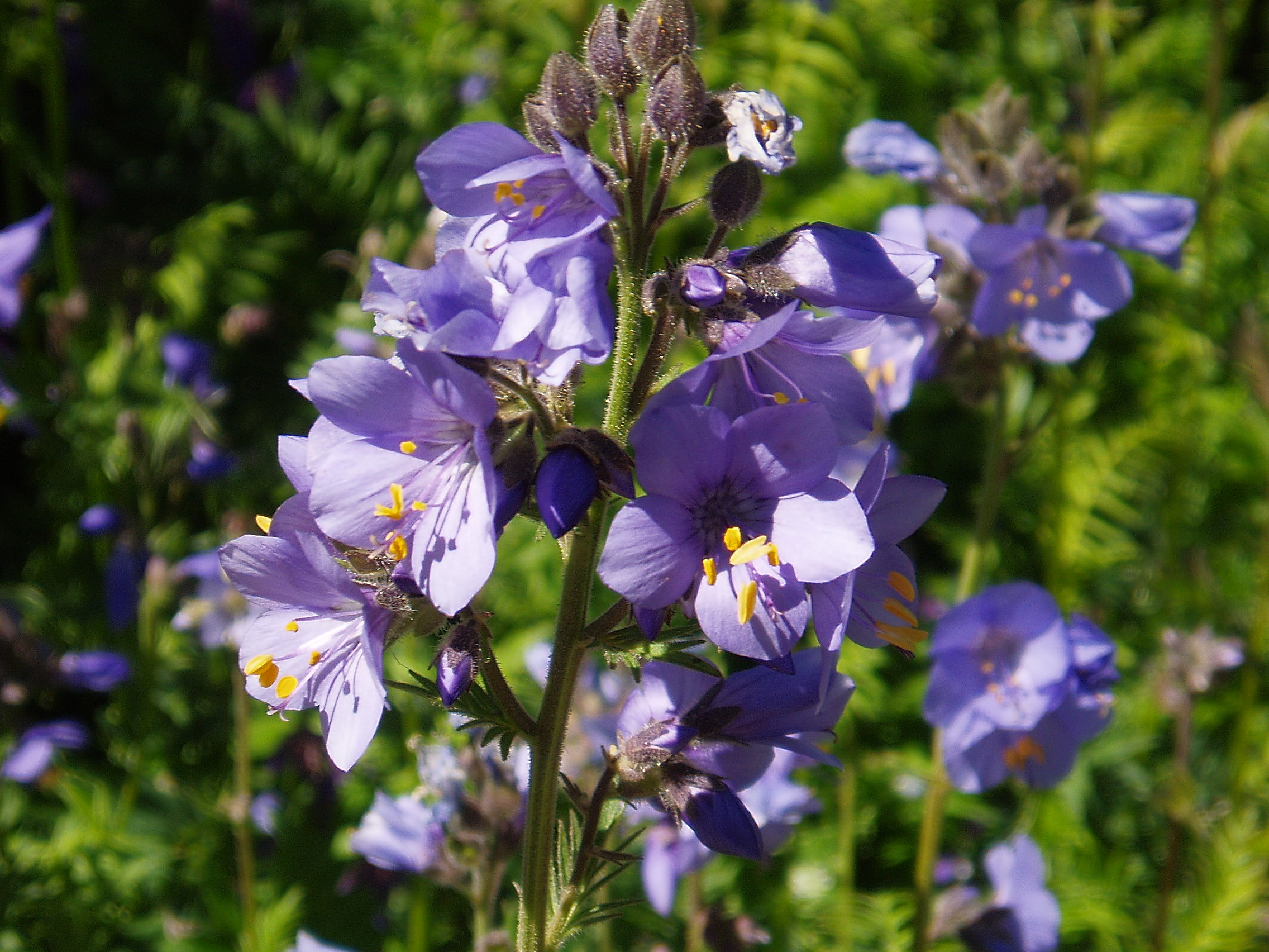 F09 polemoine bleue de gerard gourlan.jpg