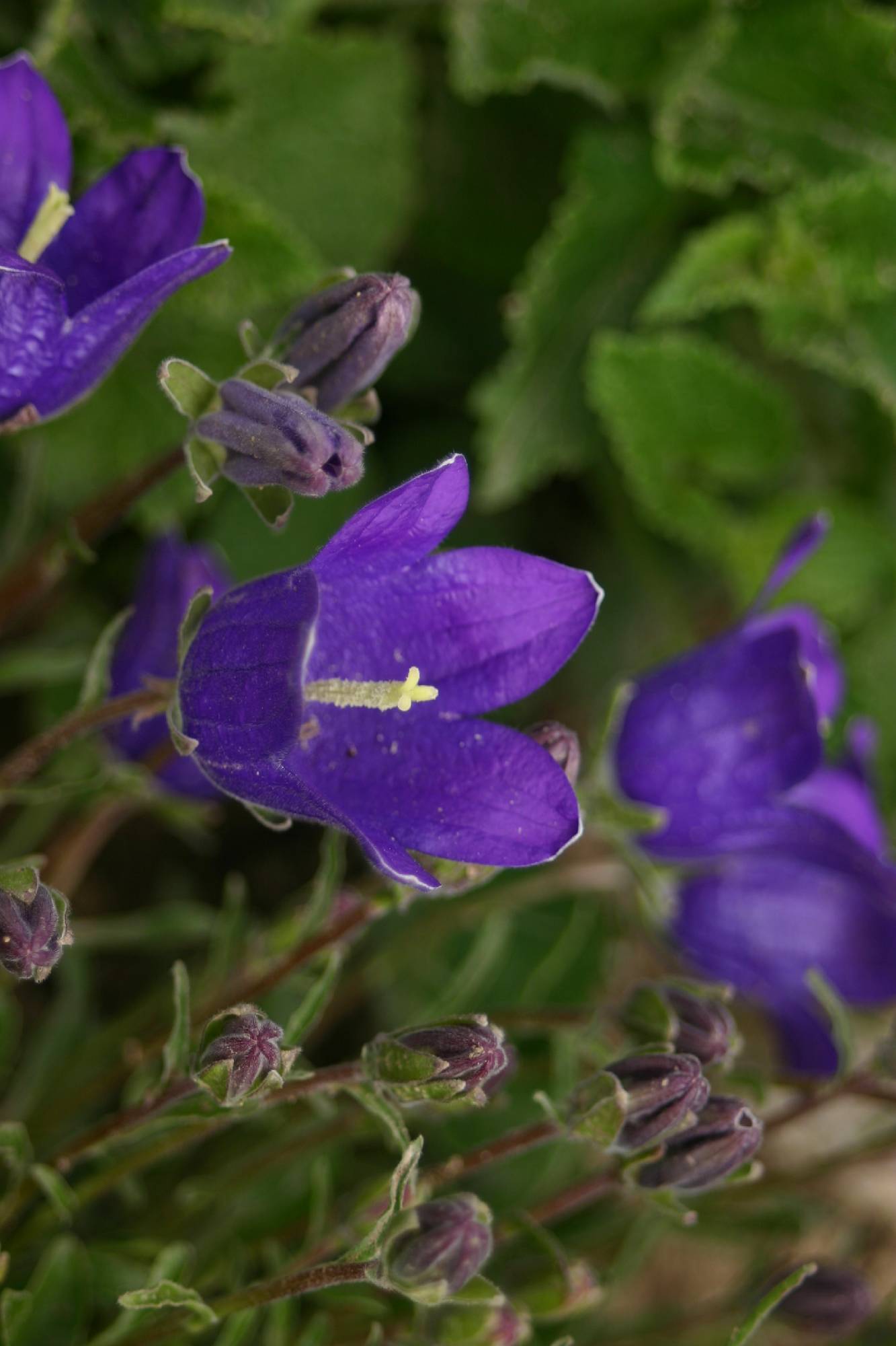 F10 campanule_a_feuille_ronde de veronique wattiaux.JPG