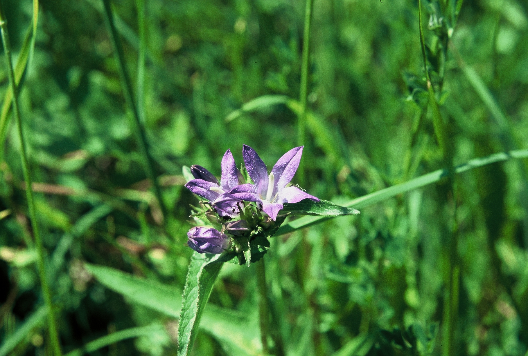 F11 campanule aglomeree 2436 de andre vallet.jpg