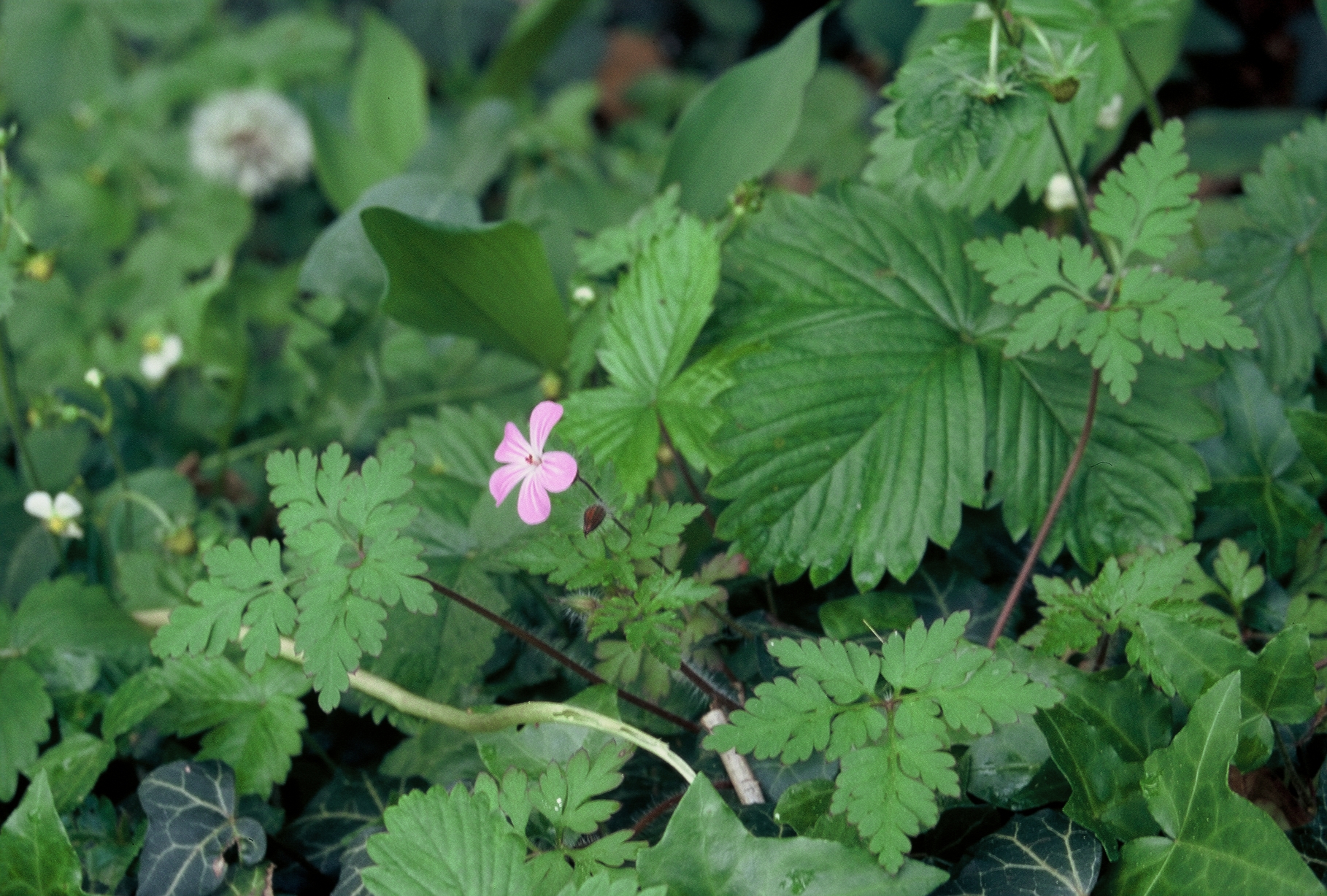 F18 geranium herbe a robert  2436 de benedicte emelien.jpg