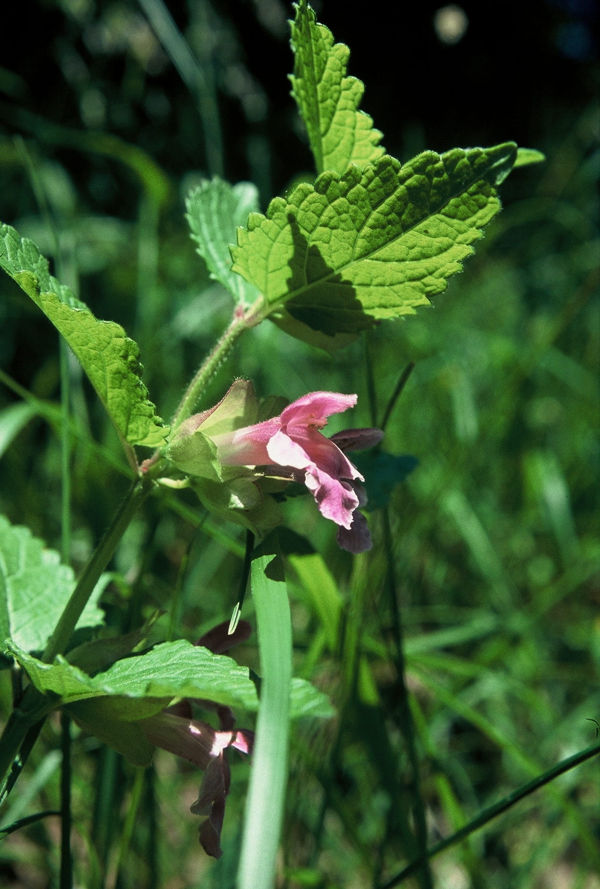 F19 melisse des bois 2436 de brigitte cahen.jpg