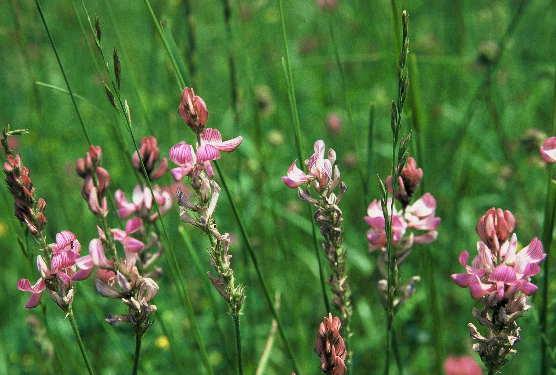 F43 sainfoin 2436 de meije de poortere.jpg
