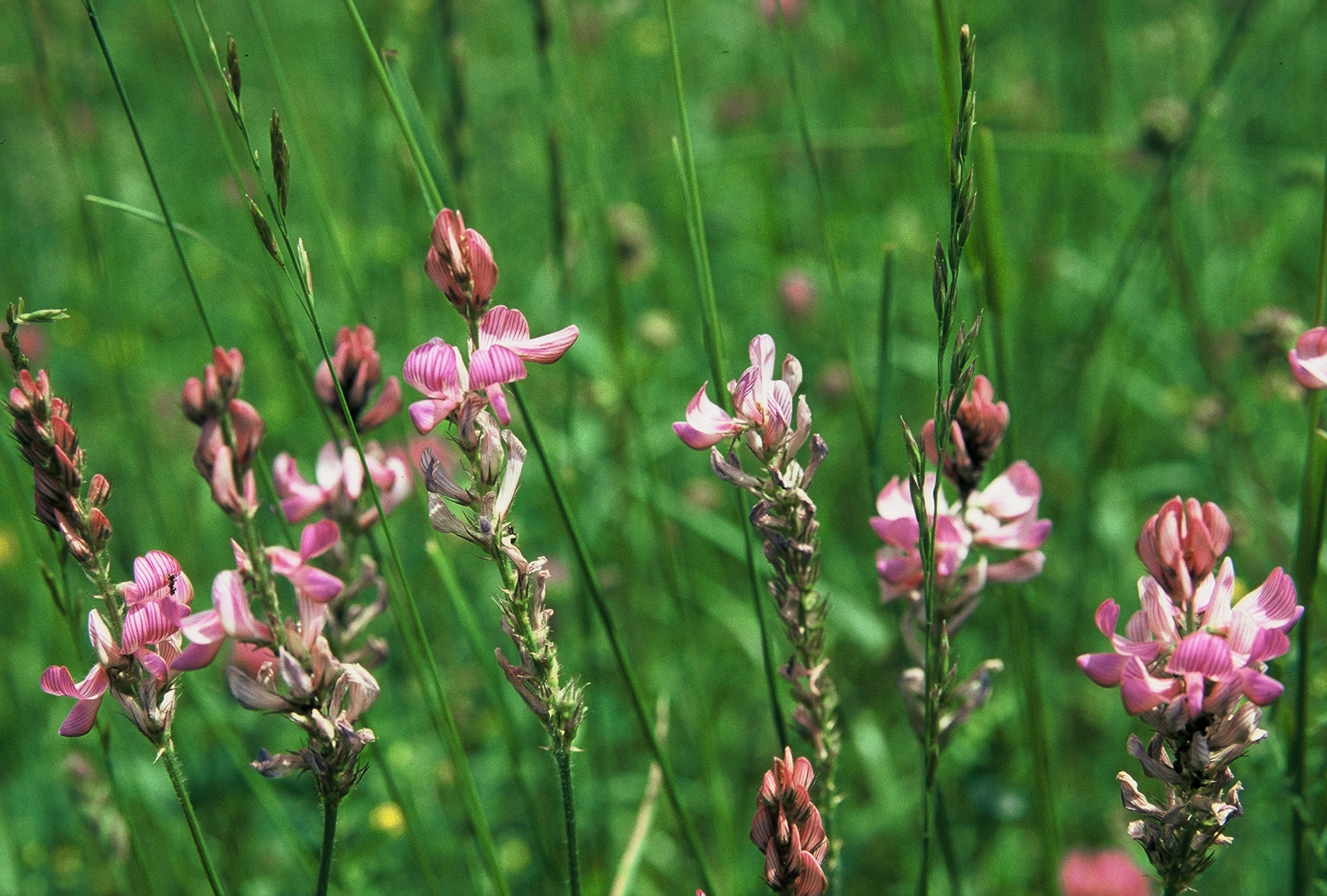 F43 sainfoin 2436 de meije de poortere.jpg