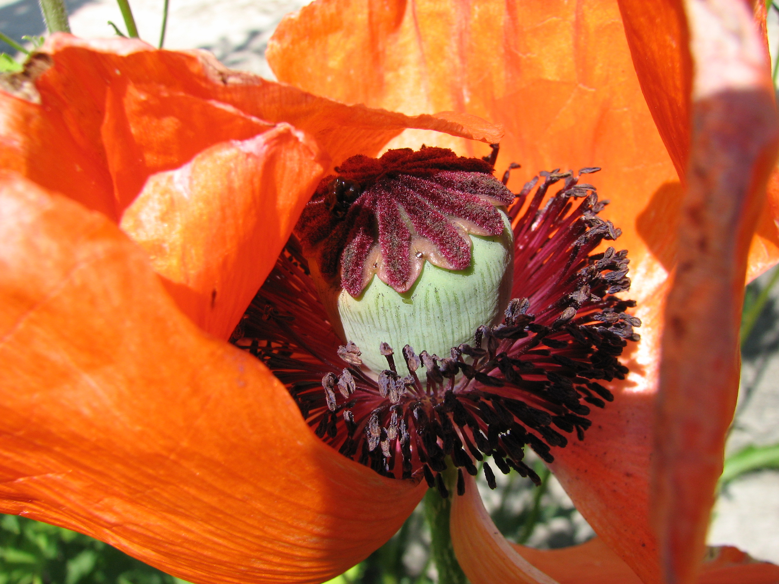 F44 coquelicot de claire leraistre.jpg