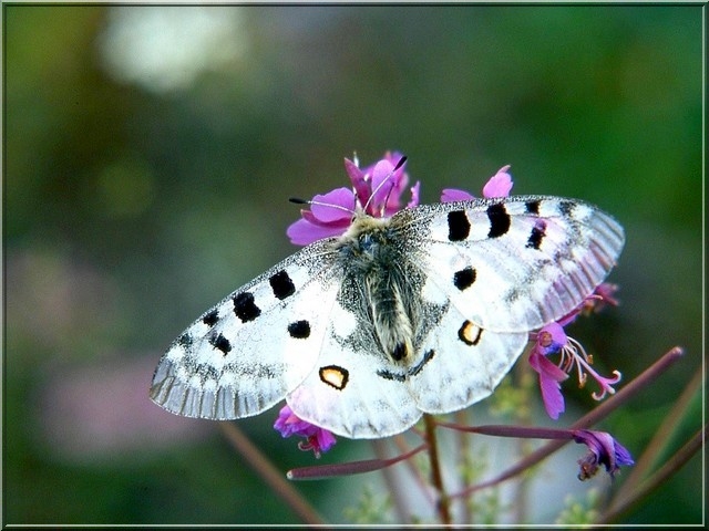 F50 epilobe et papillon de Frederic Ambrus numerique petit format.JPG