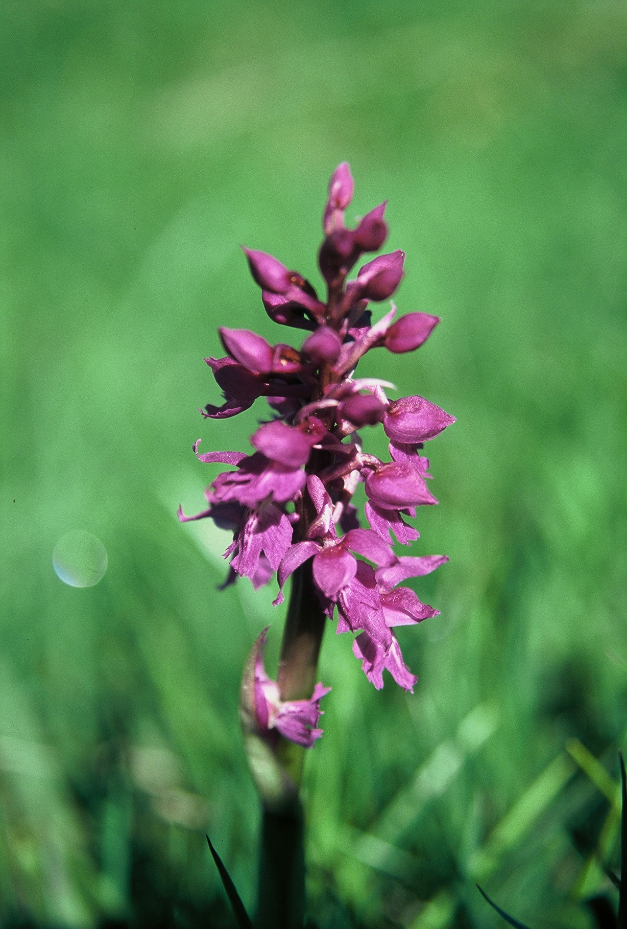 F52 orchis 2436 de brigitte cahen.jpg