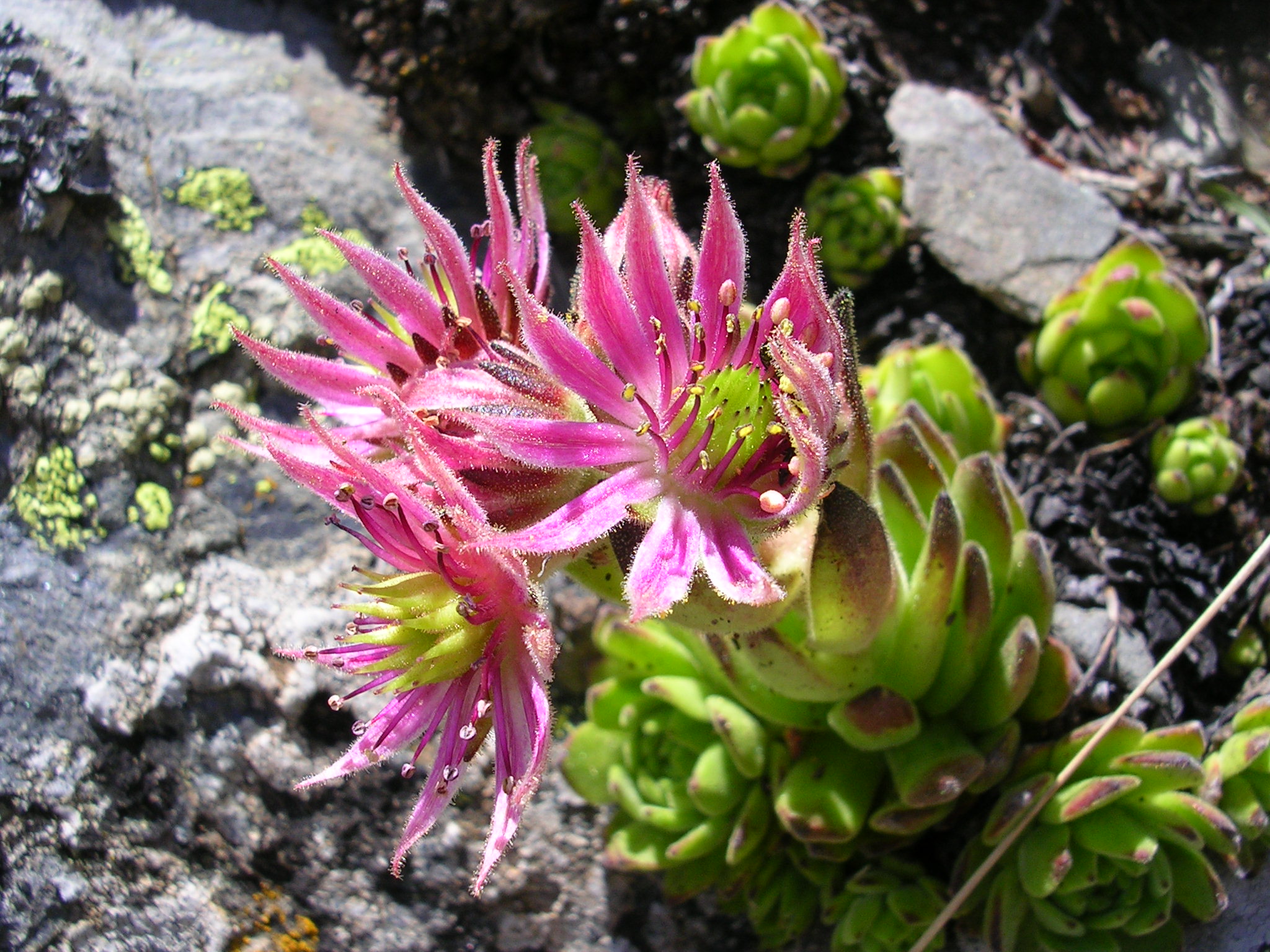 F57 joubarbe des toits de corinne valin.jpg