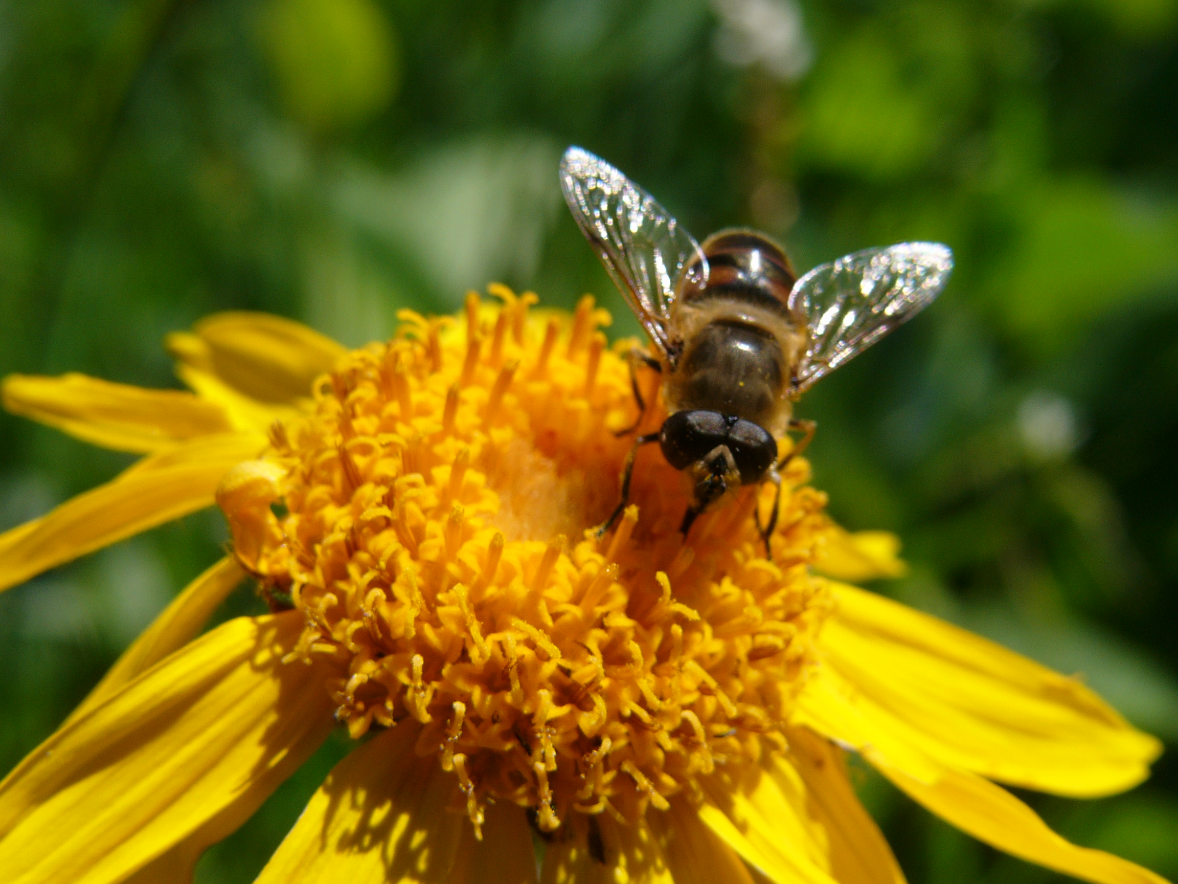 F60 arnica montana de philippe codet.JPG