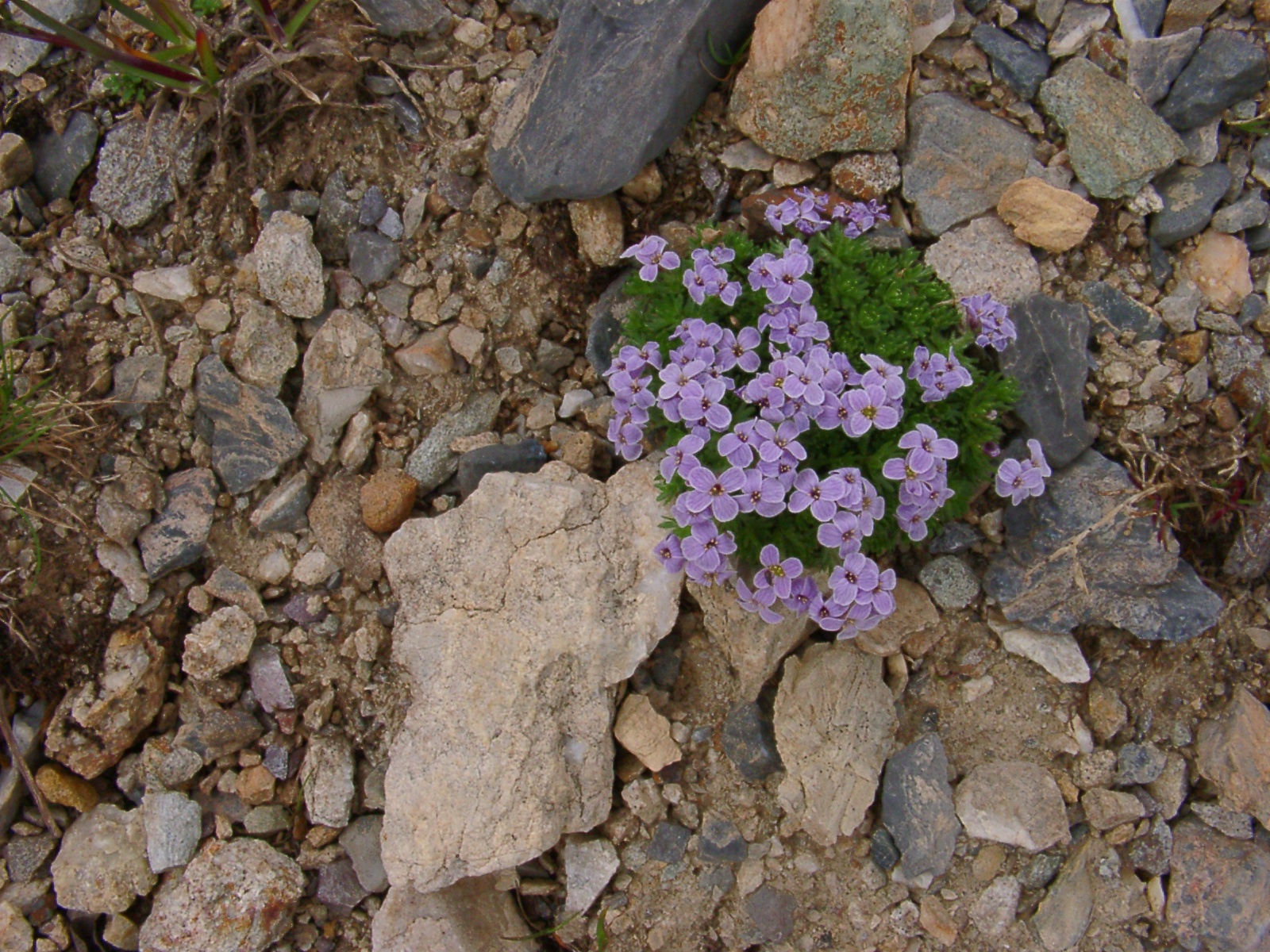 F68 petrocallis des pyrennees de sylvain weiller.JPG