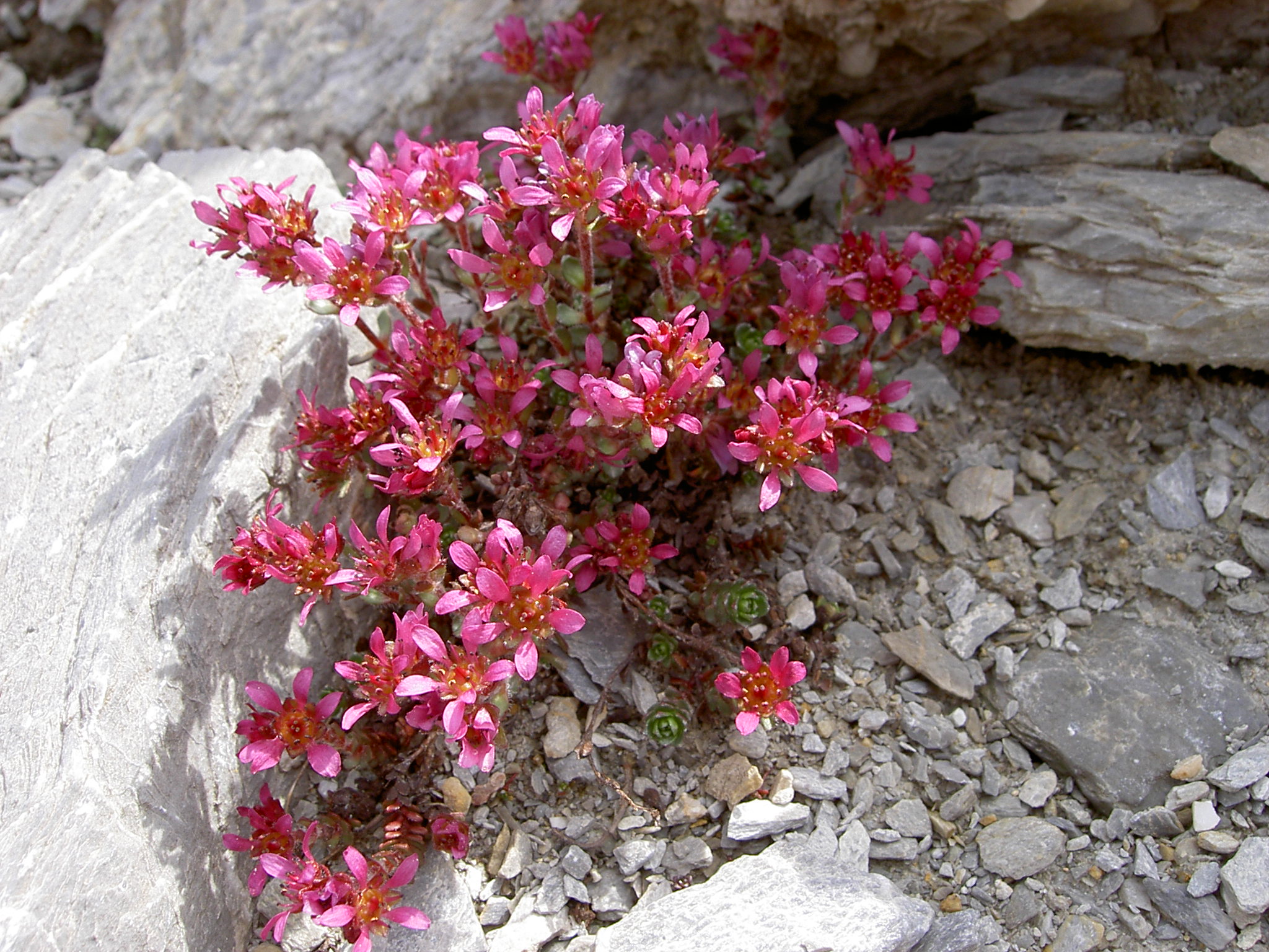 F72 saxifrage a deux fleurs de didier laurent.JPG