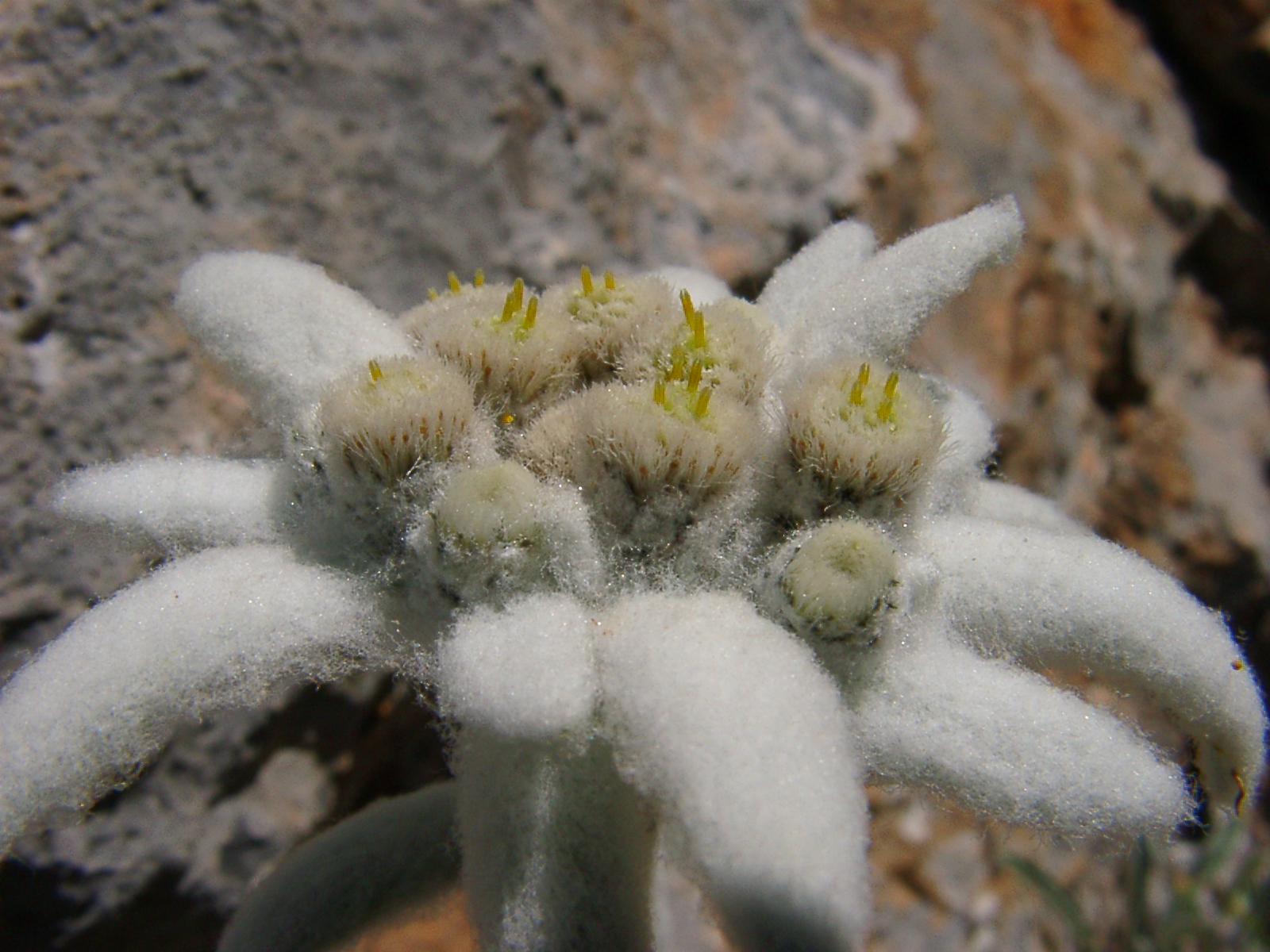 F73 edelweiss de madame weiller.JPG