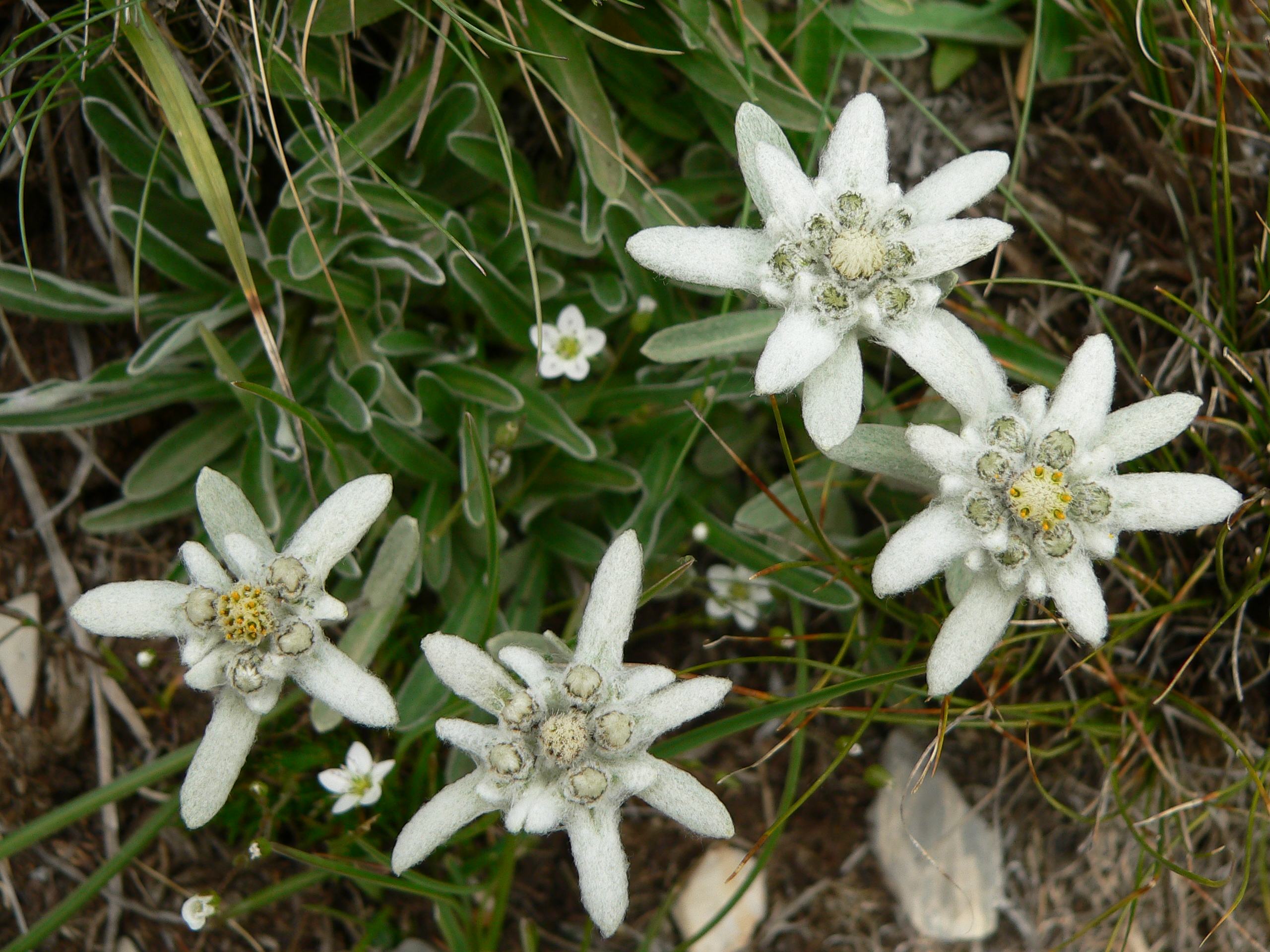 F74 edelweiss de steve choliere.JPG