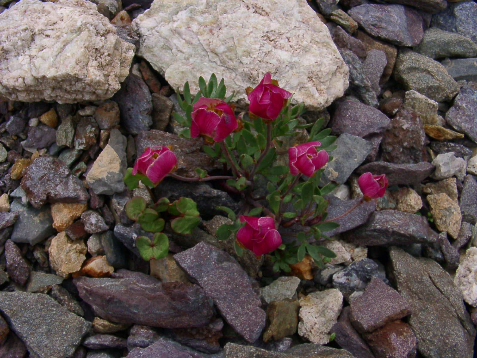 F75 renoncule des glaciers de david weiller.JPG