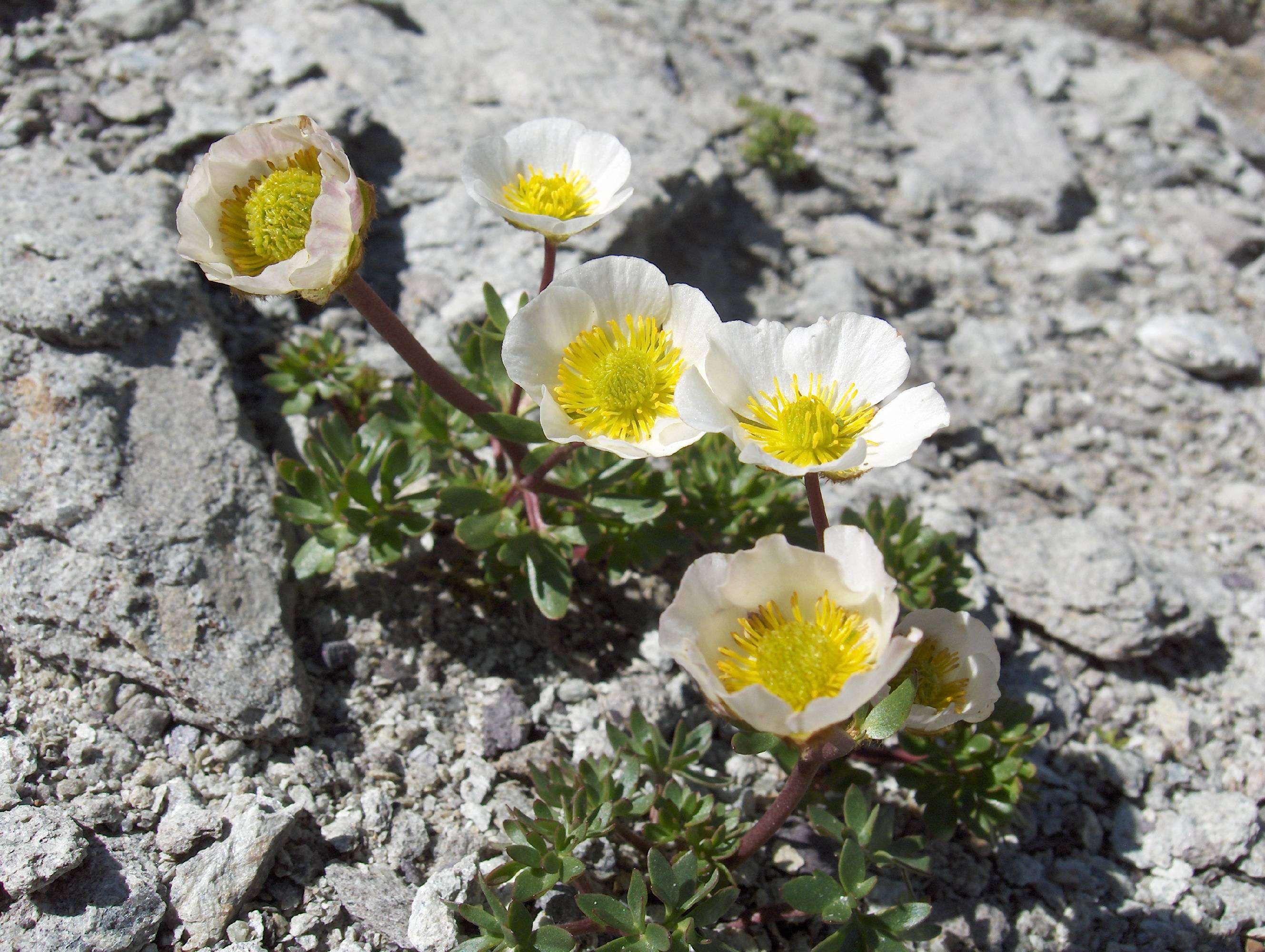 F76 renoncule des glaciers de marie-suzanne ravet.JPG