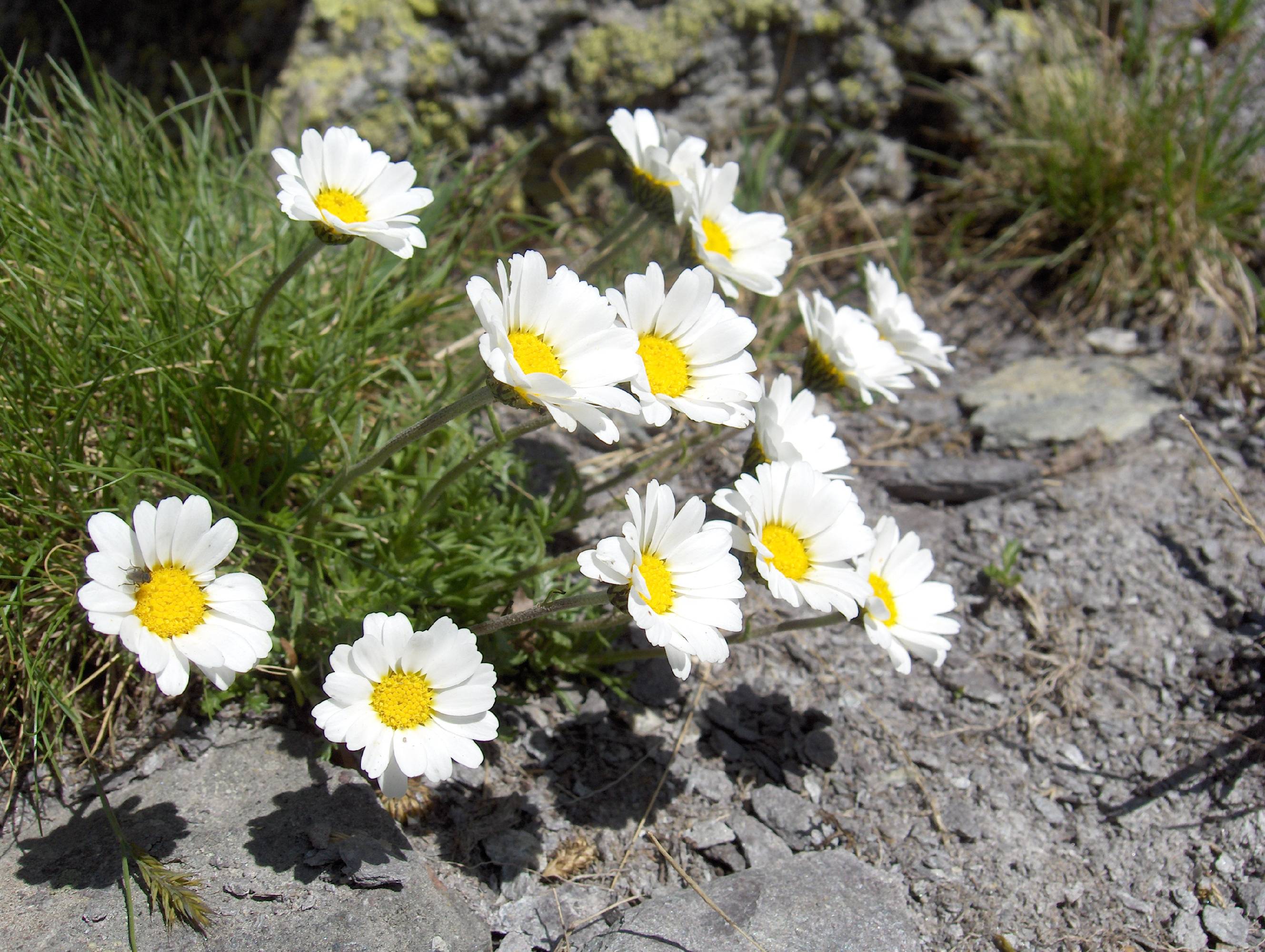 F82 marguerite_des_alpes de monique morin.JPG