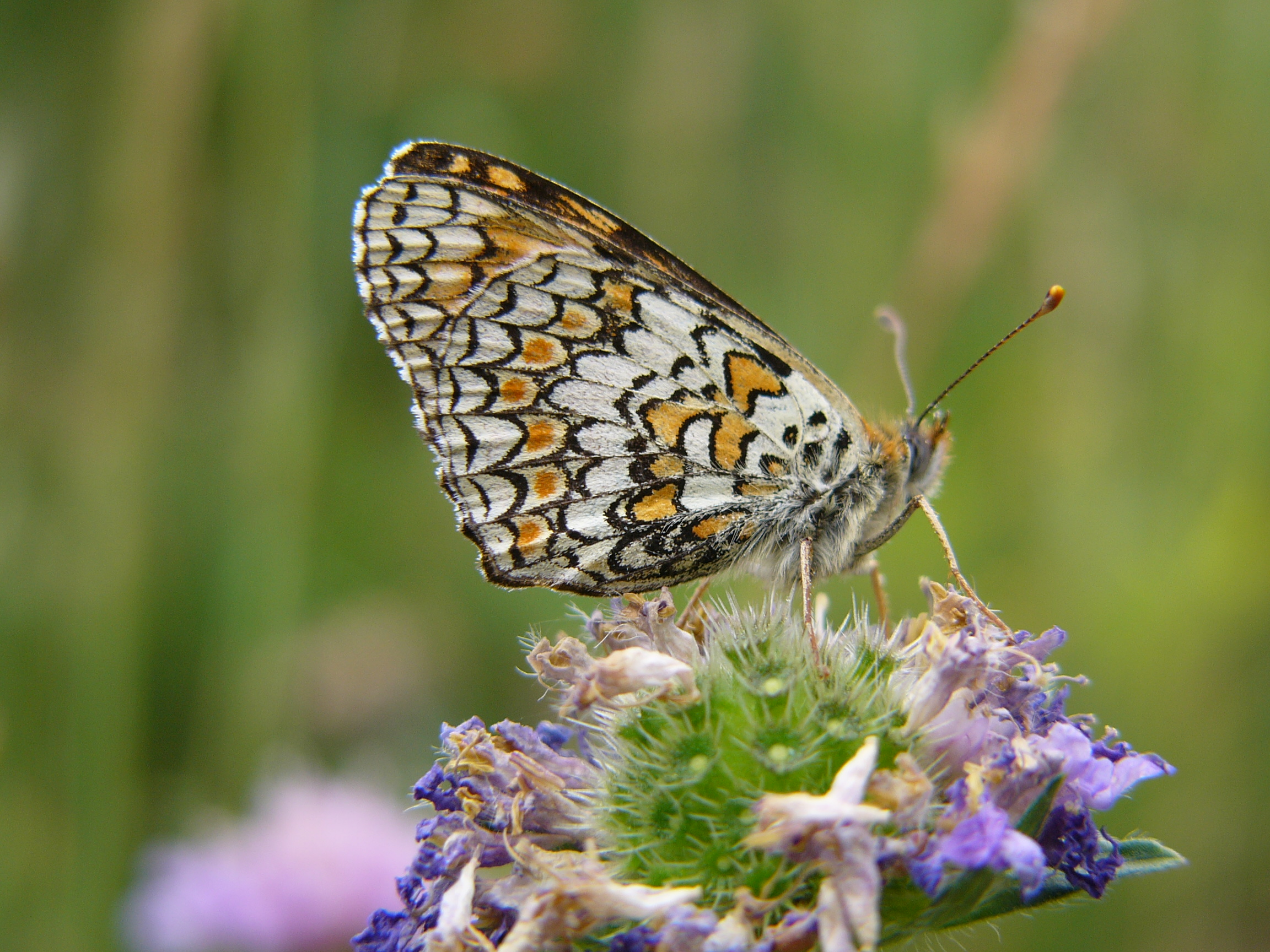 F92 papillon sur scabieuse a ver de madame codet.JPG