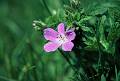 F17 geranium des bois 2436 de benedicte emelien