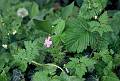 F18 geranium herbe a robert  2436 de benedicte emelien